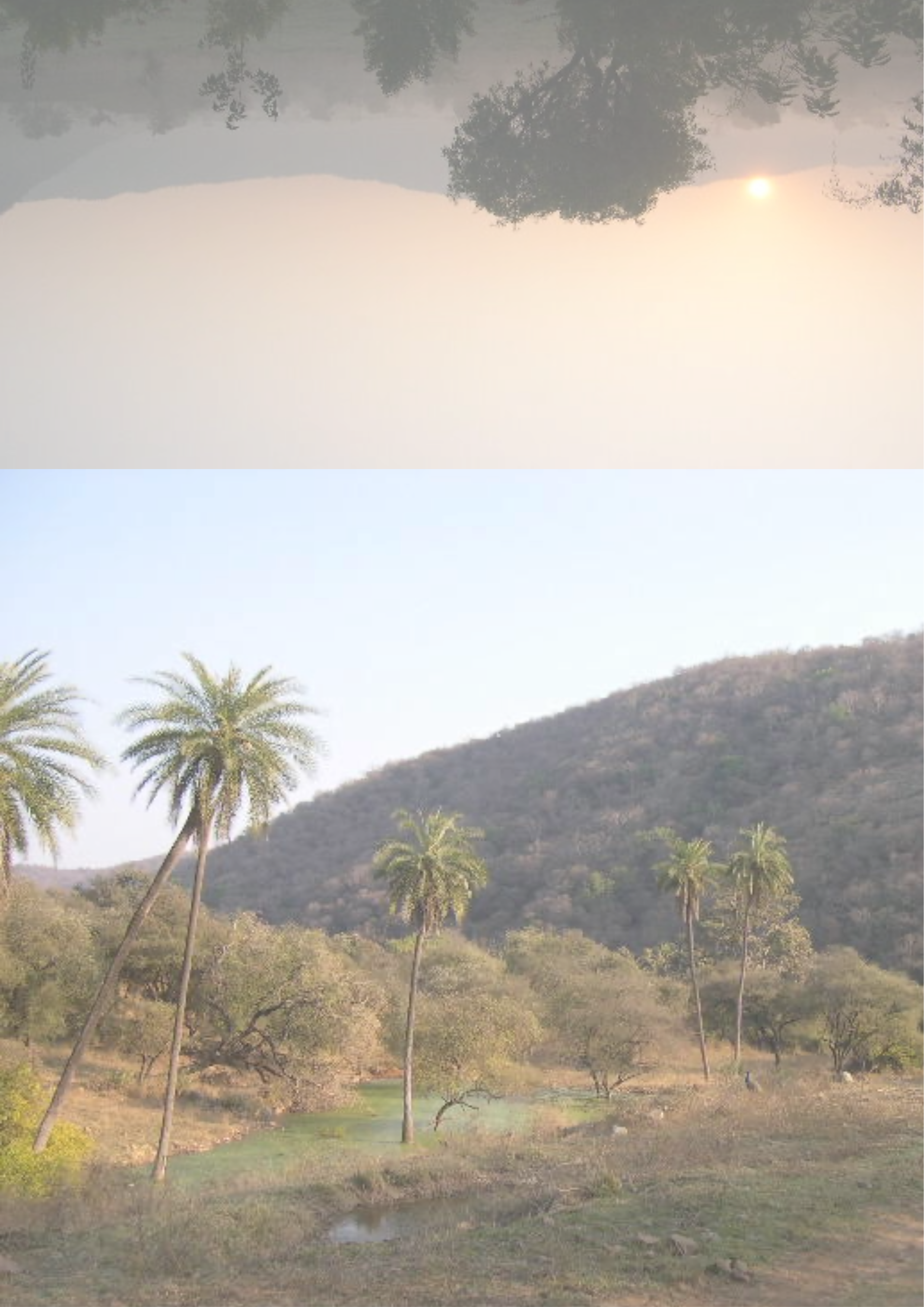 Landscape with palm trees, a hill, and a small body of water, possibly a pond, in the foreground. The sky is cloudy with a hint of the setting or rising sun.