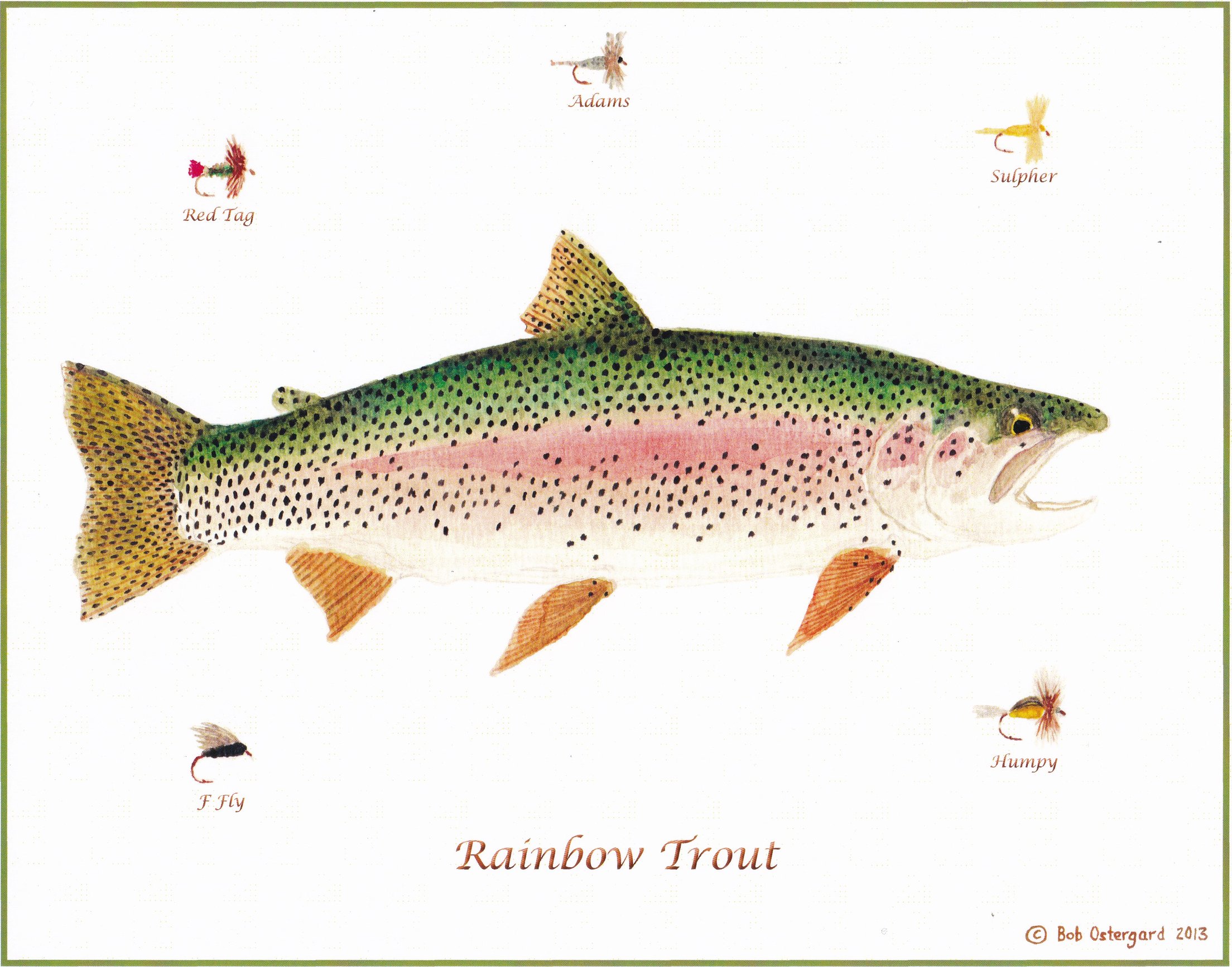 Rainbow Trout/ flies