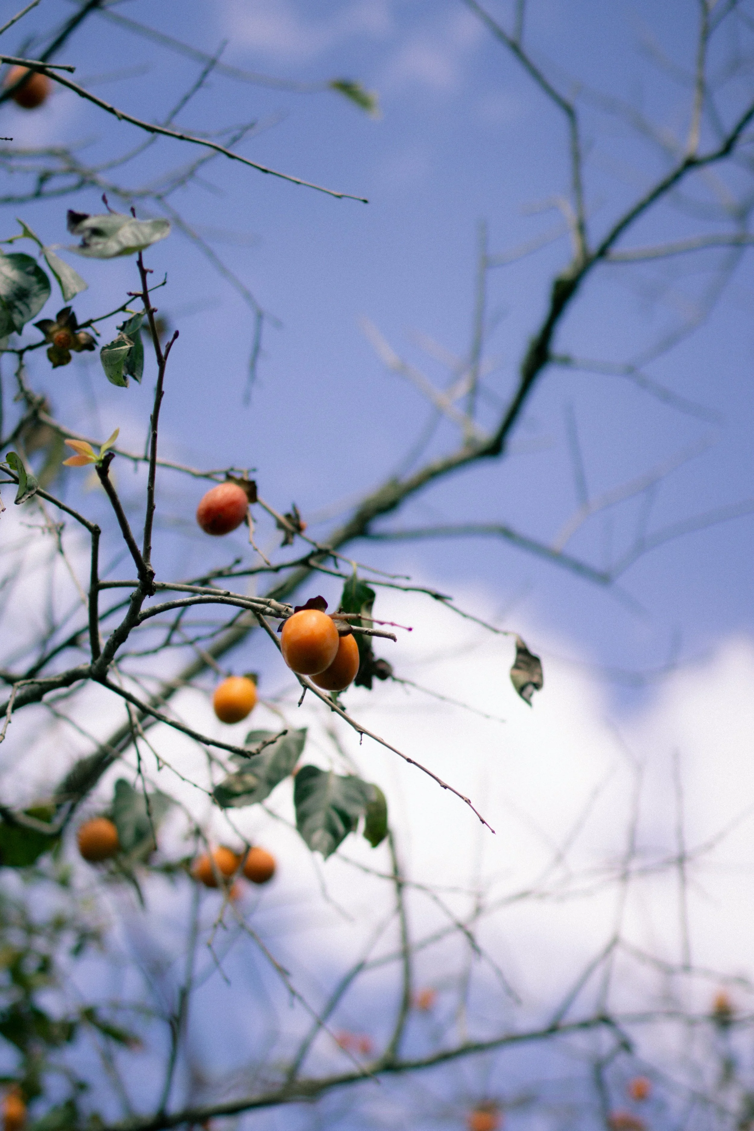 Coup de Soleil - bar en gironde
