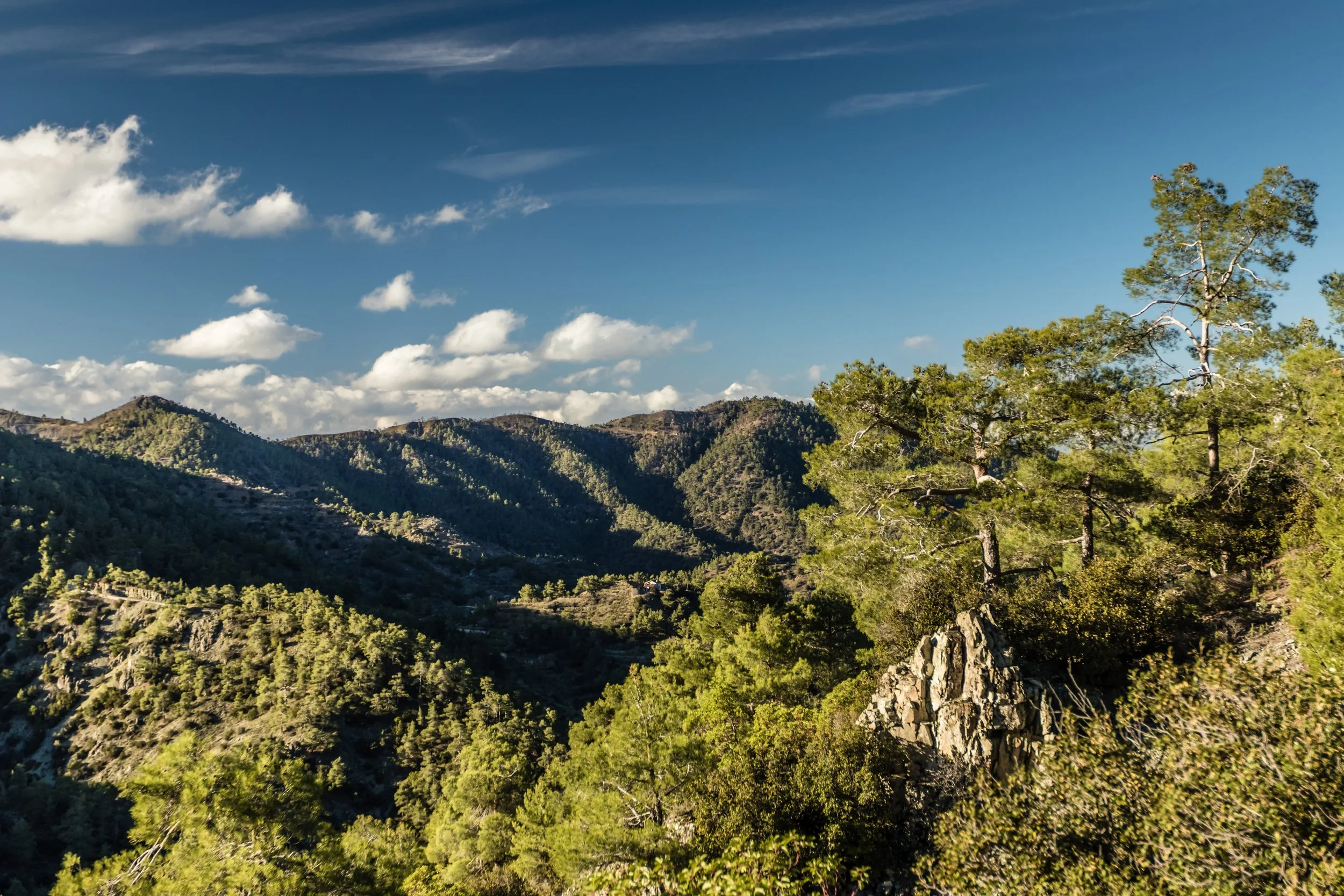 beautiful envoironment forest shot of Cyprus from mountain top