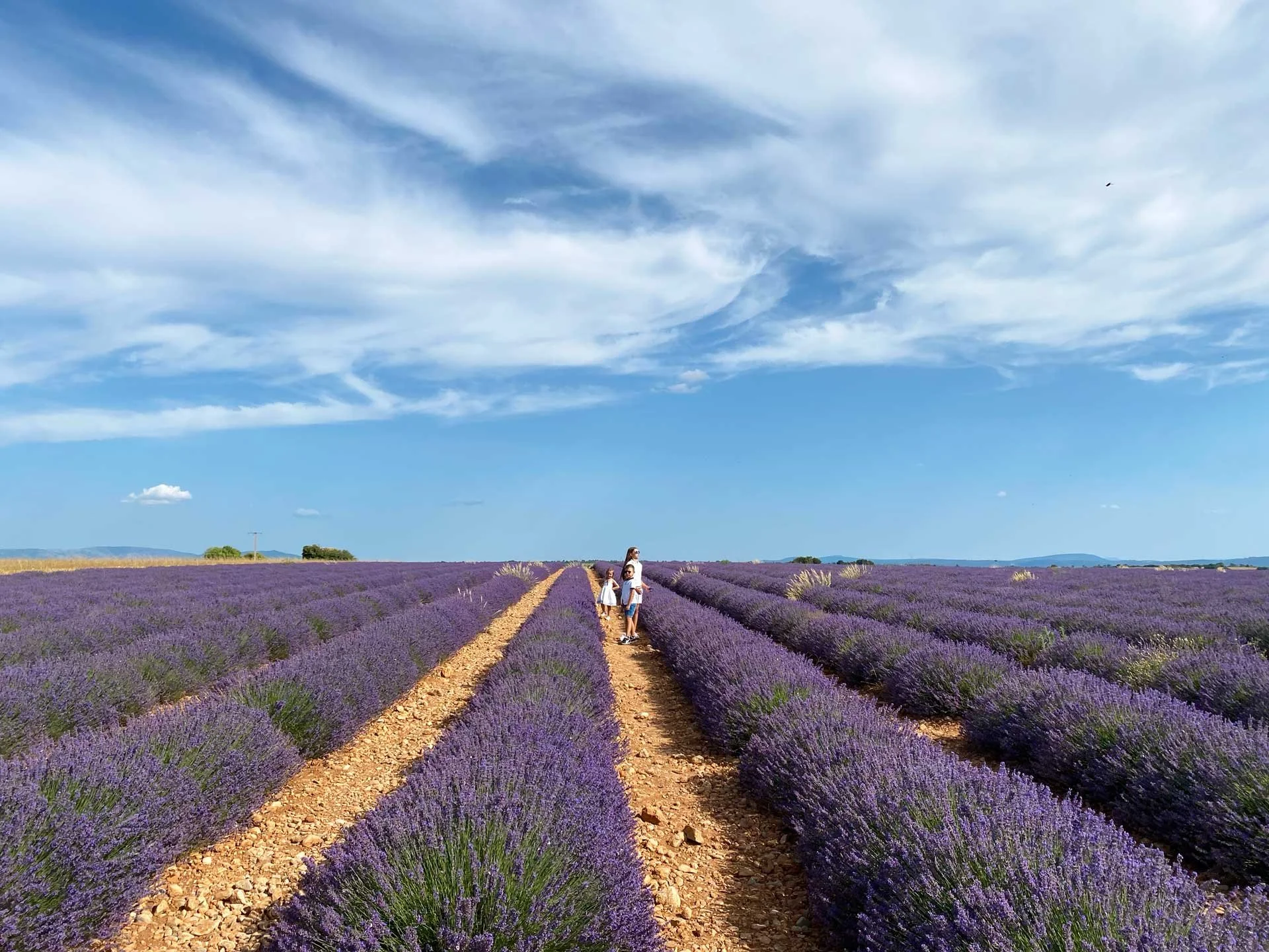 lavender-fields-3-childrens-natalija-lara-blog1.jpg