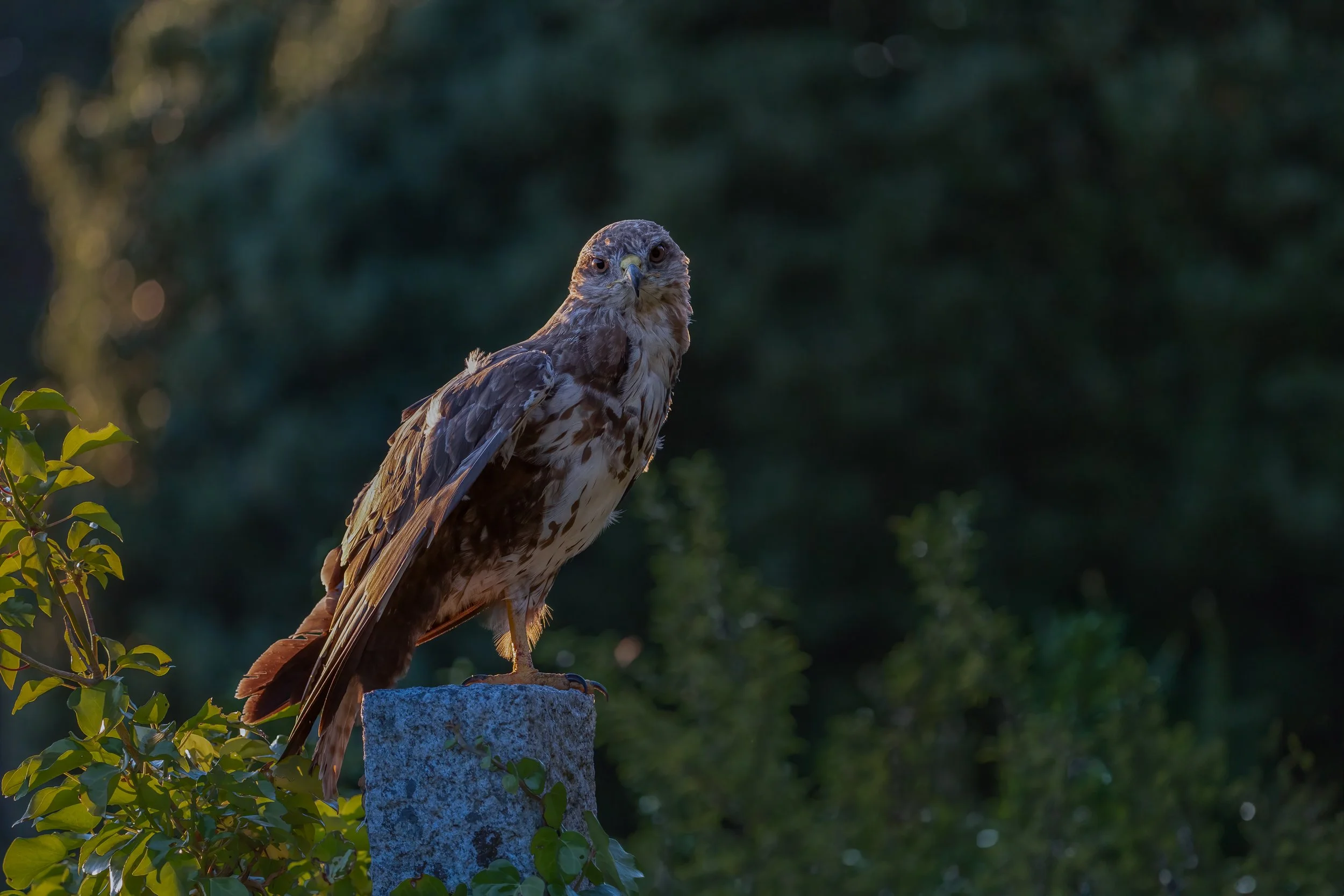 De grafbewaarder van Falmouth cemetry