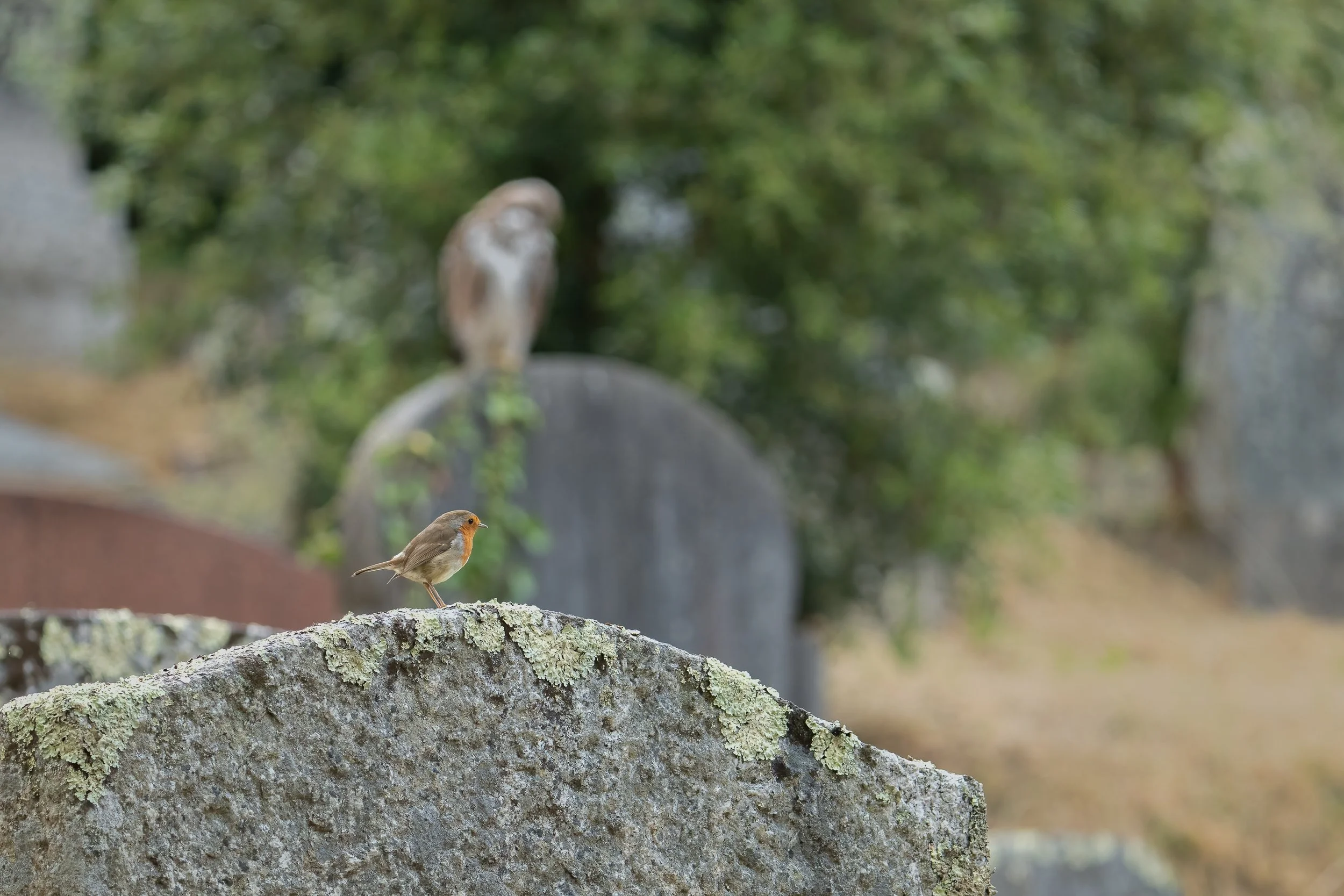 Het roodborstje en de grafbewaarder van Falmouth cemetry