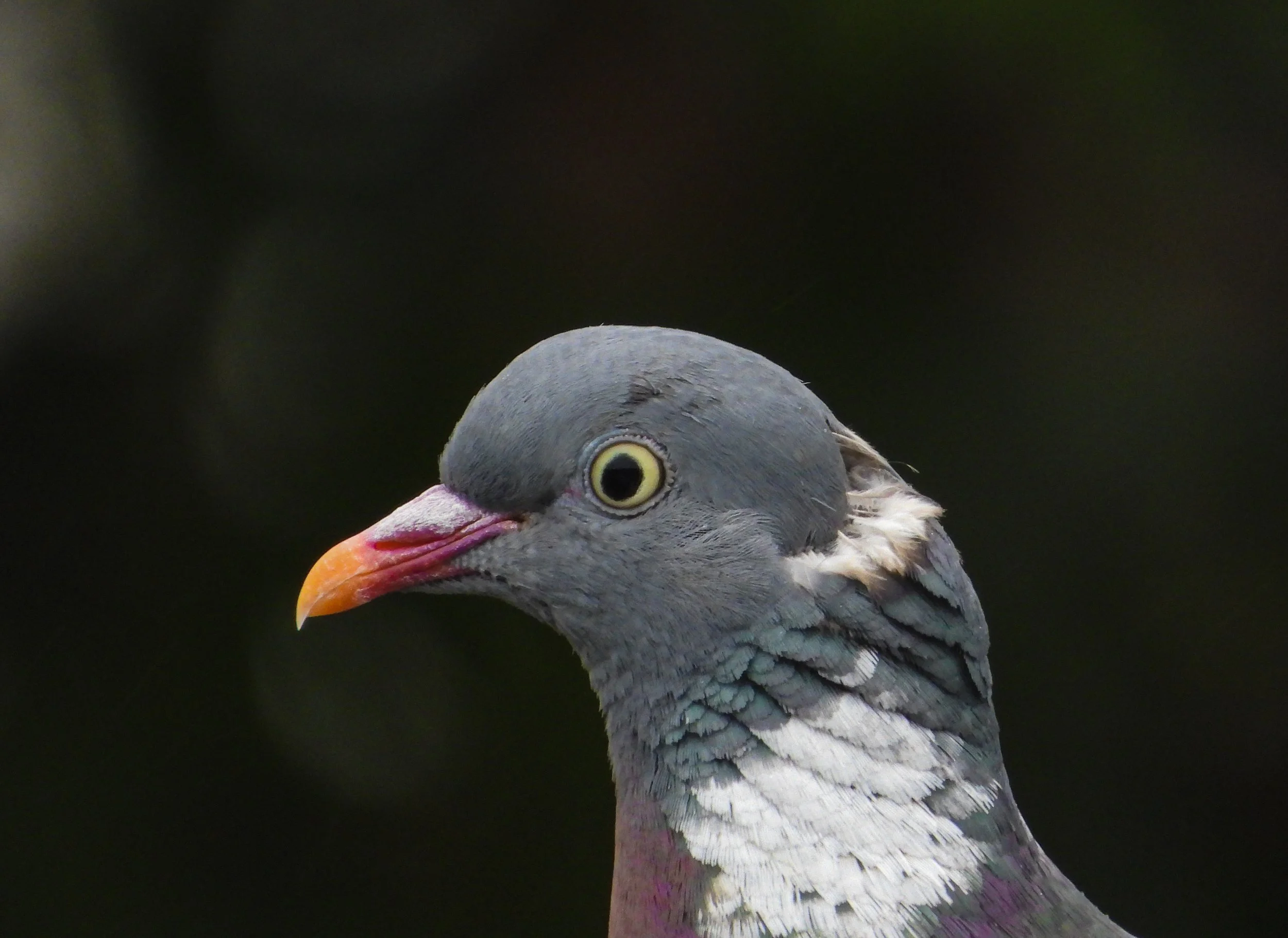 DSCN0343.jpg