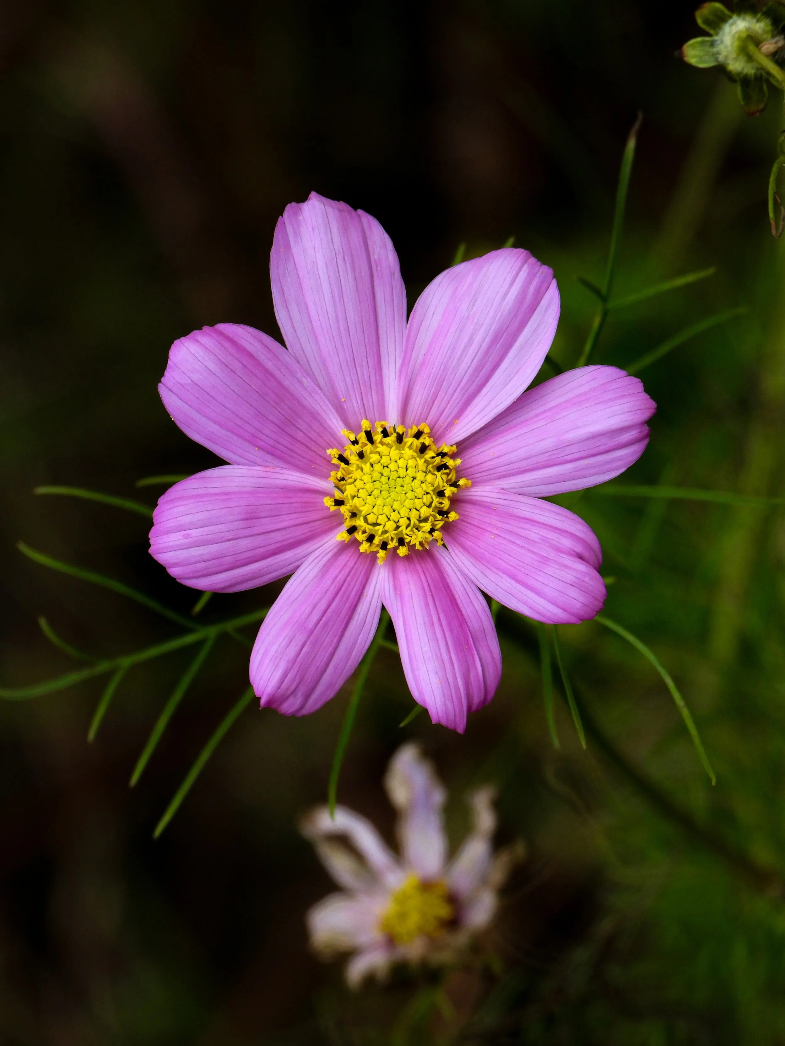 DSCN1288.jpg