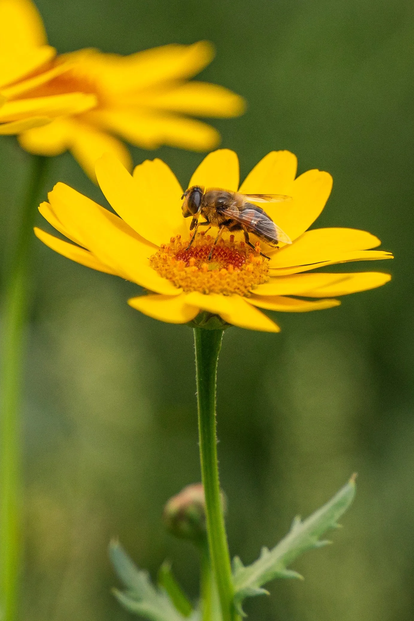 DSC02119.jpg