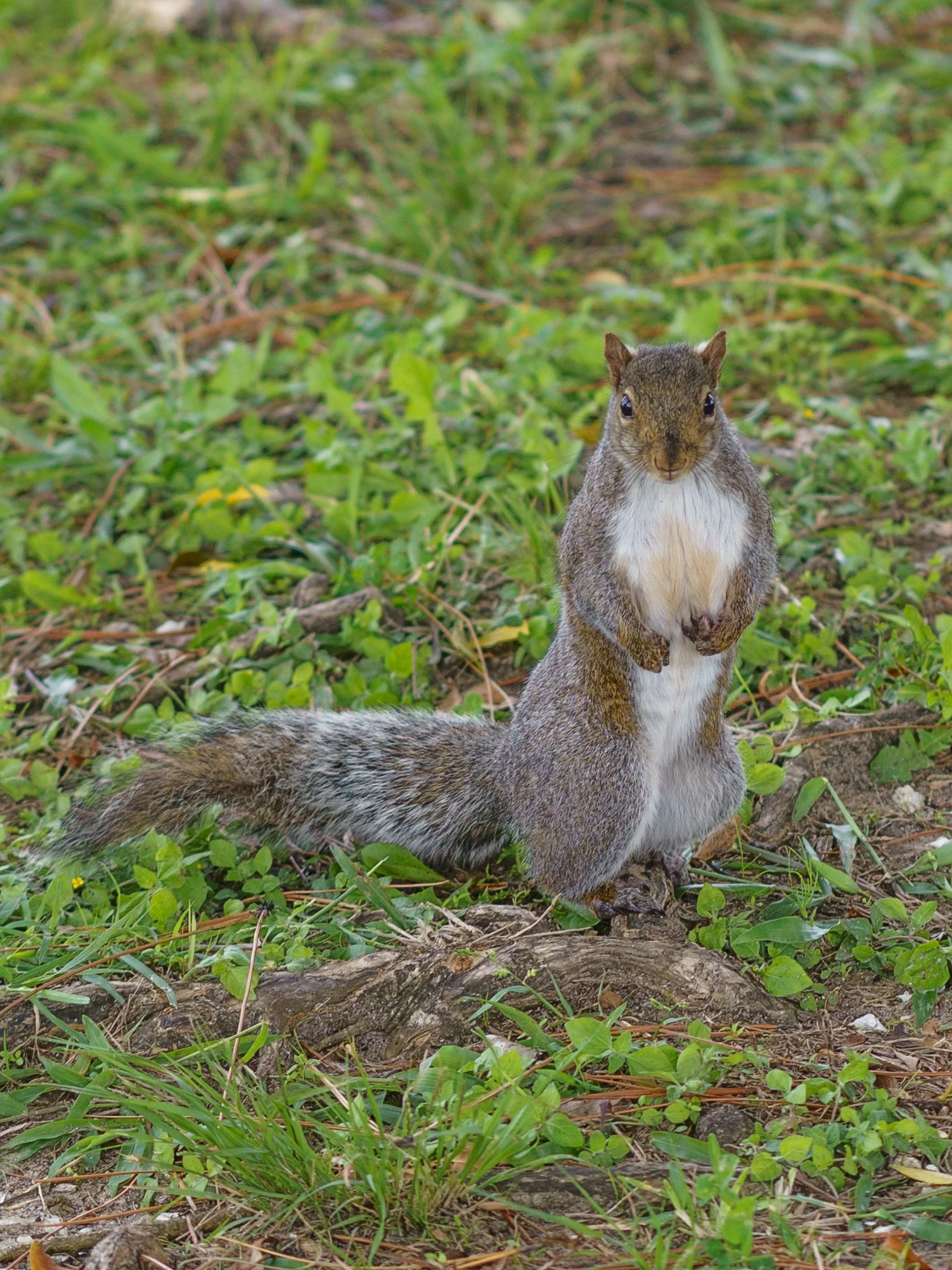 DSC06535.jpg
