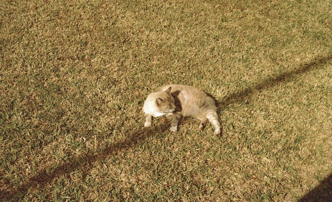 ED_DEC24_NOLA_CATGRASS Large.jpeg
