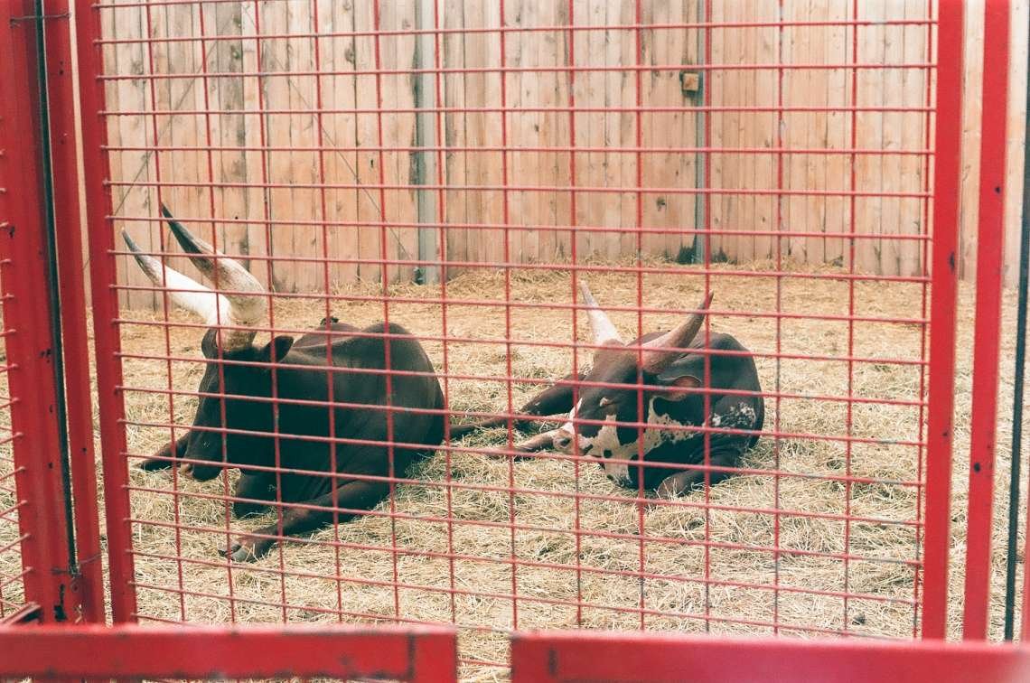 OCT20_ILLINOIS_COWSINFENCE.JPG