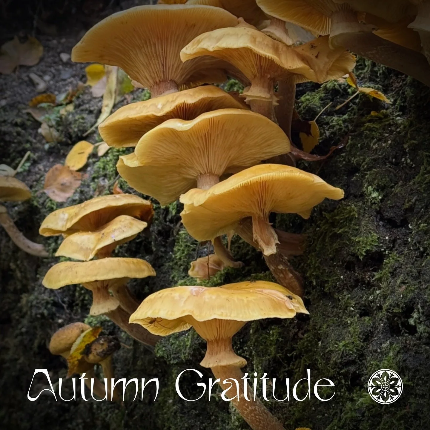 Autumn always feels like a gentle reminder to slow down. The air cools, the light softens, and nature invites us to take a breath.

I&rsquo;m not sure about you, but I haven&rsquo;t made the time recently to properly get out and walk in nature. I&rsq