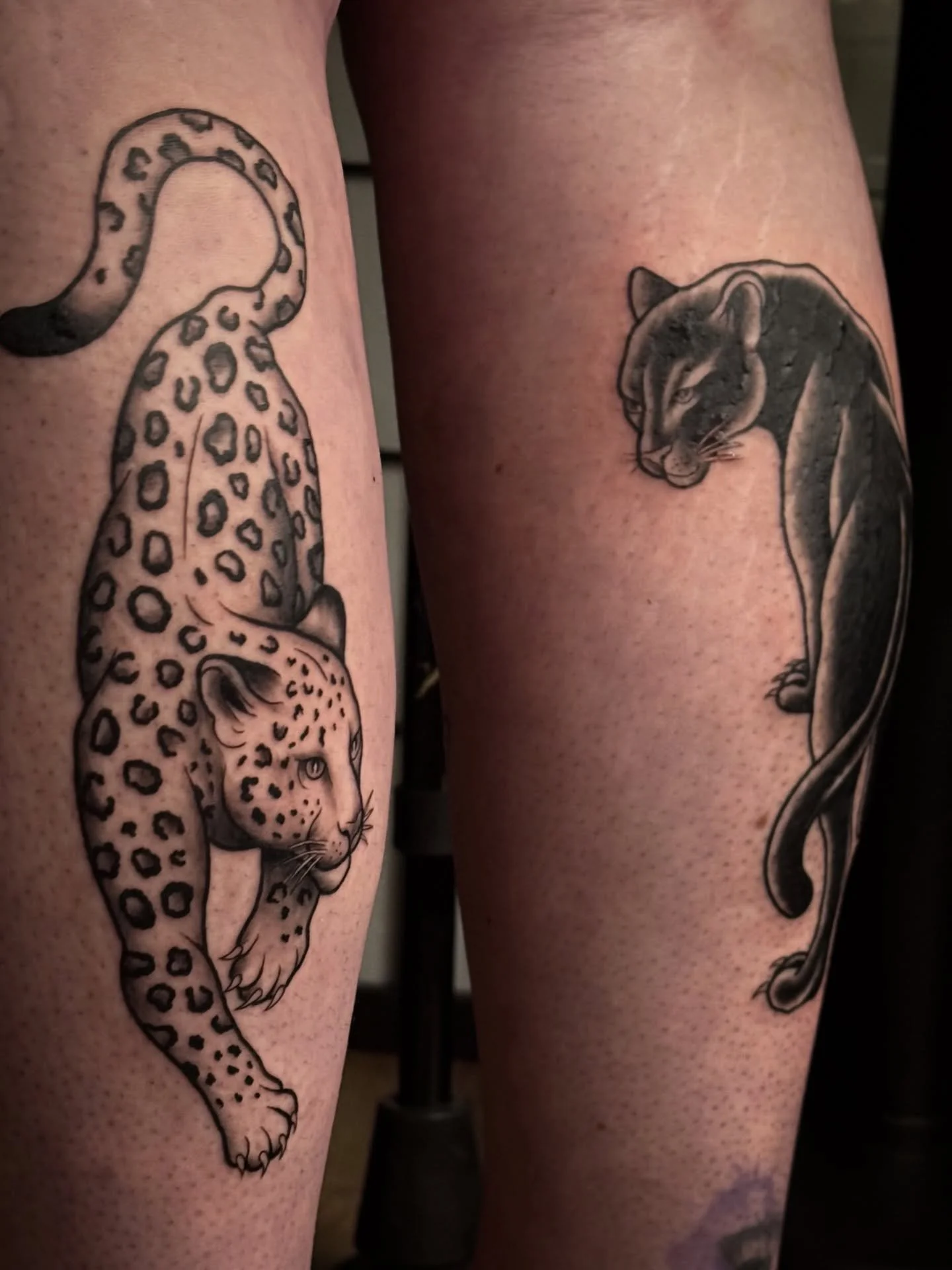 Still shots of these cool cats 🐆 Thanks again Casey! 😄

I have little availability left for the rest of the year ✨

Book in via my website 🙏🏼

#cattattoos #essextattooist #colchesterbusiness #calftattoos #traditionalpanther