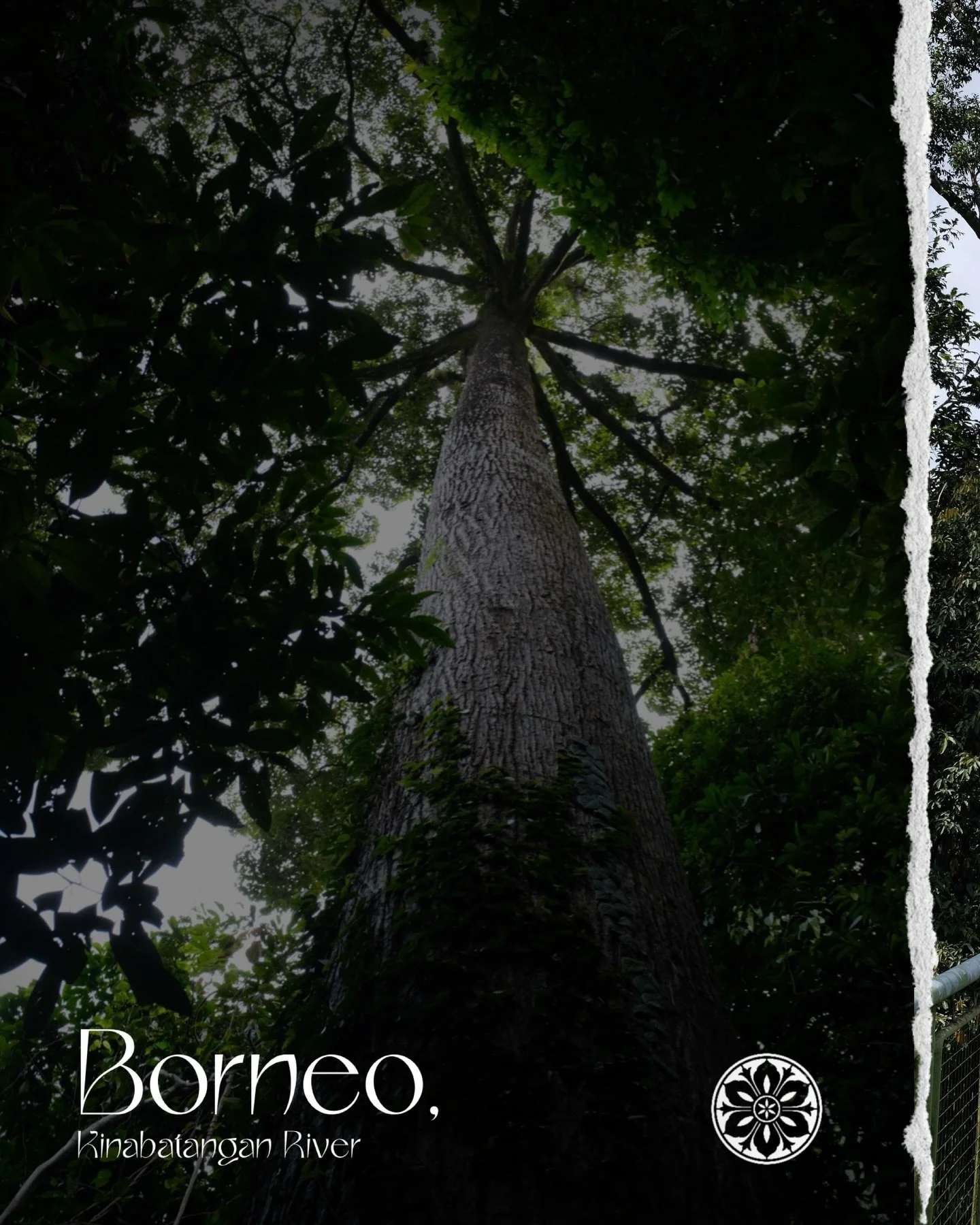 Survived to tell the tale from the jungle. What an experience it was. We saw about 68 different species of wildlife. The rare Slow Lorris, Proboscis Monkeys, Bornean Gibbons  and Blue-throated Bee-eaters to name a few.

The day before heading into th