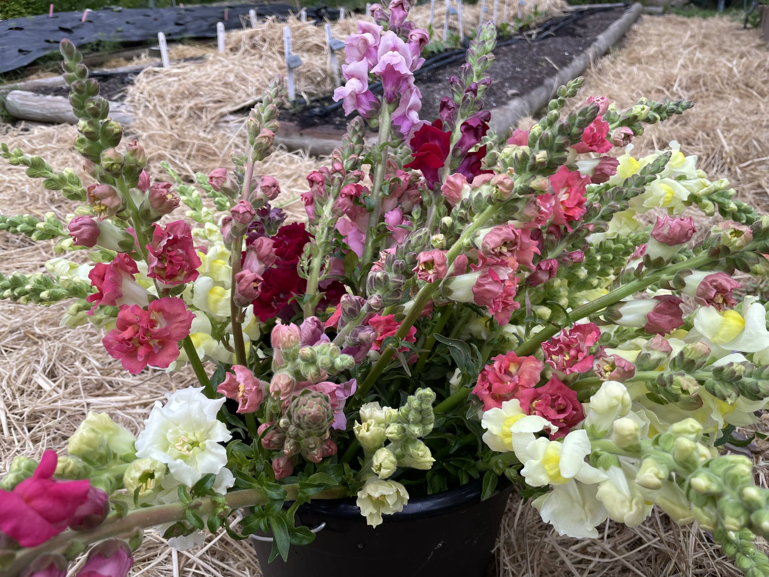 A large bouquet of multicolored snapdragons in a black bucket, set against a garden background with straw and soil.