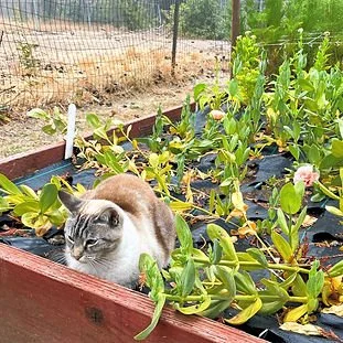 A cat sitting in a raised garden bed with green plants around it.