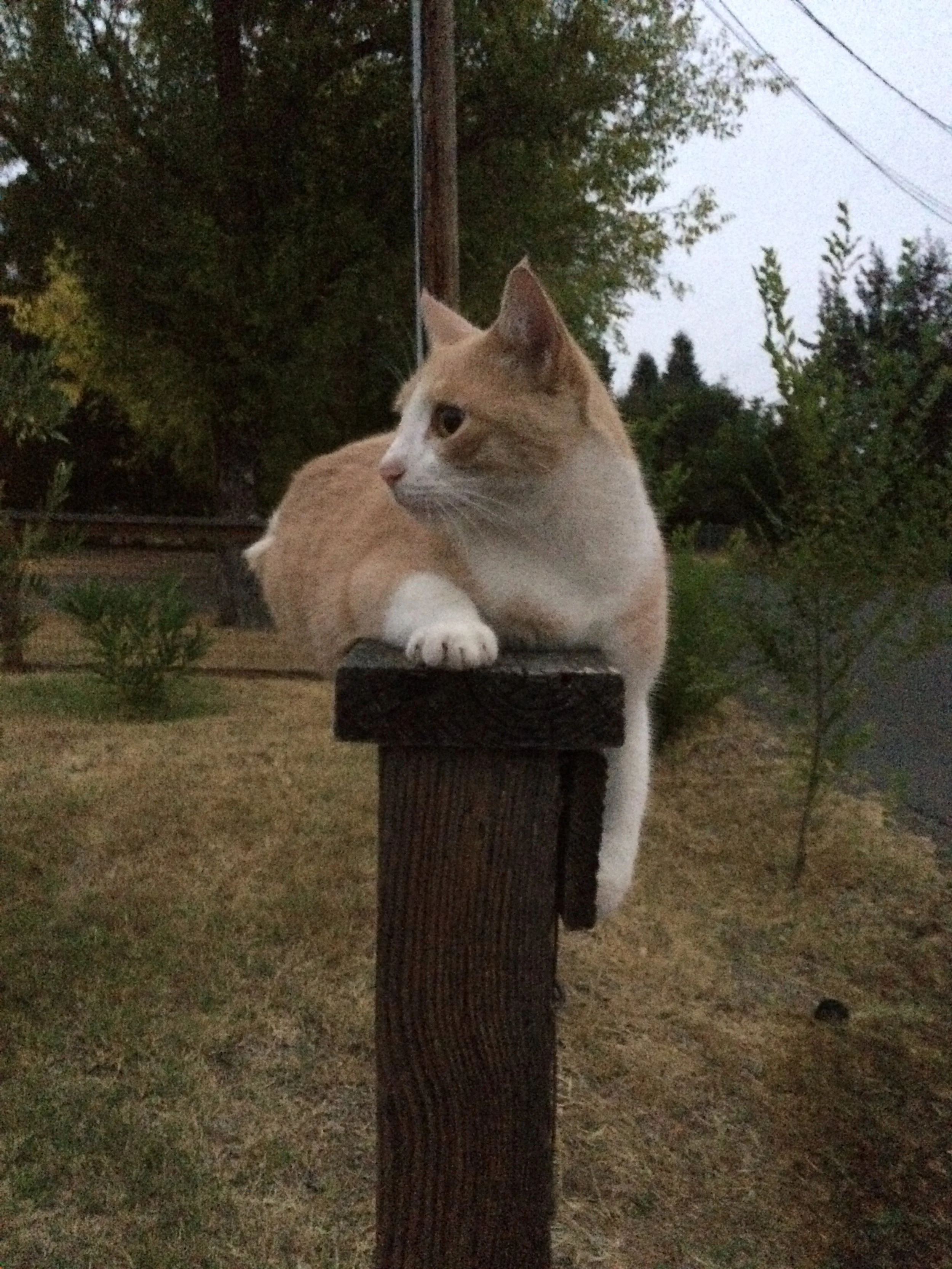 A tan and white cat resting on top of a wooden post outdoors, with trees and power lines in the background during dusk or early evening.