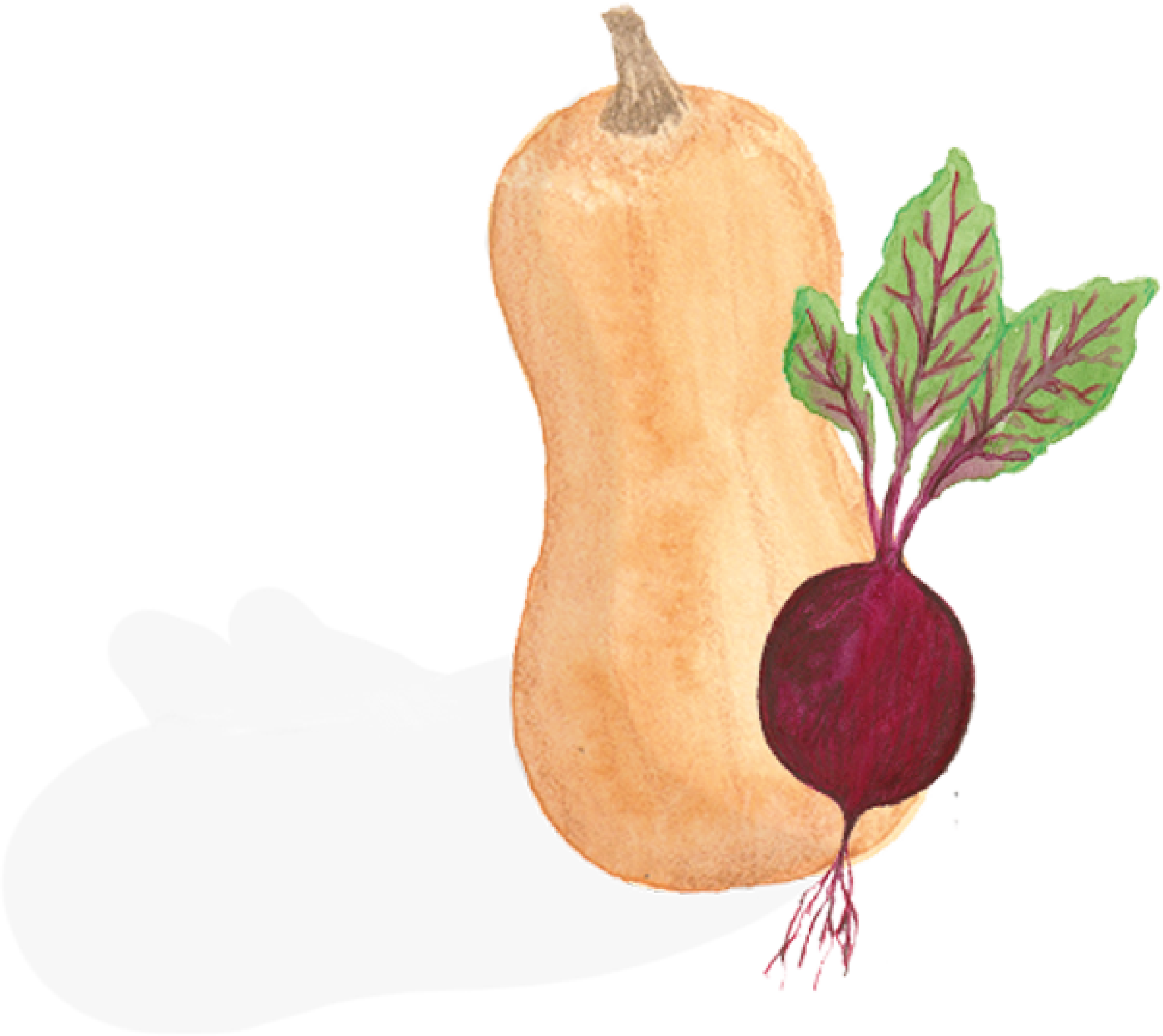 A watercolor illustration of a butternut squash and a beet with leaves.