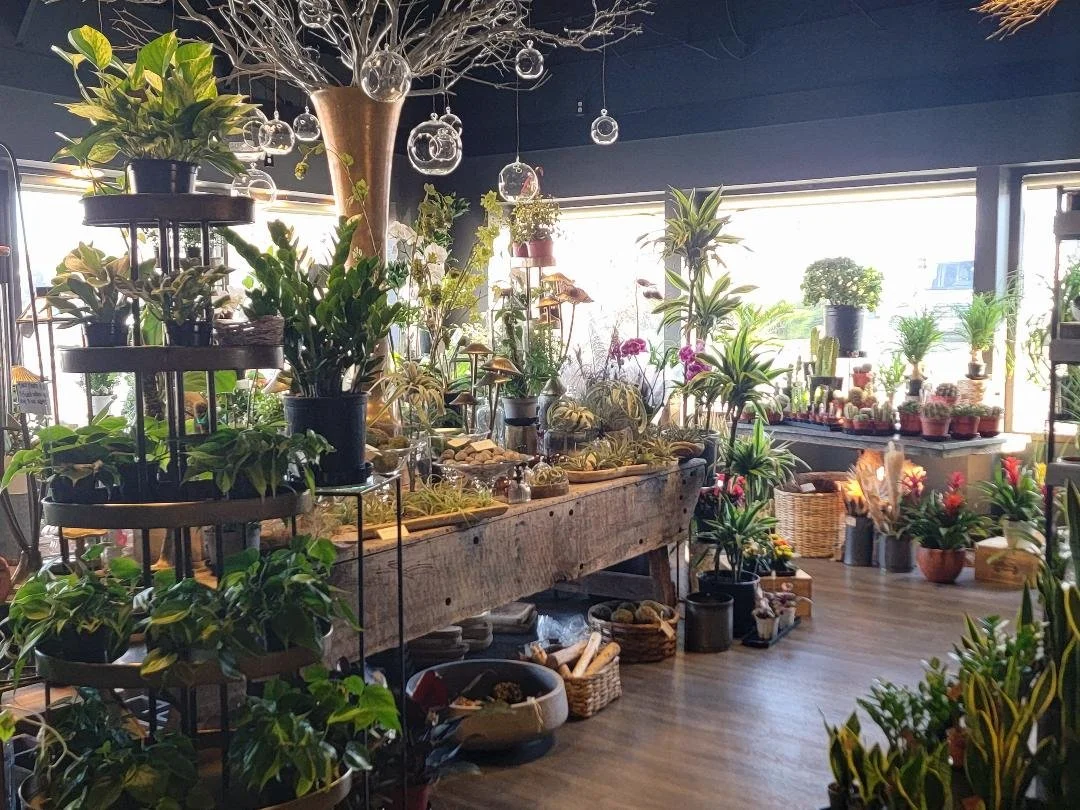 Indoor plant shop with various potted plants, flowers, and framed pictures on display. Bright lighting enhances the greenery and decorative items.
