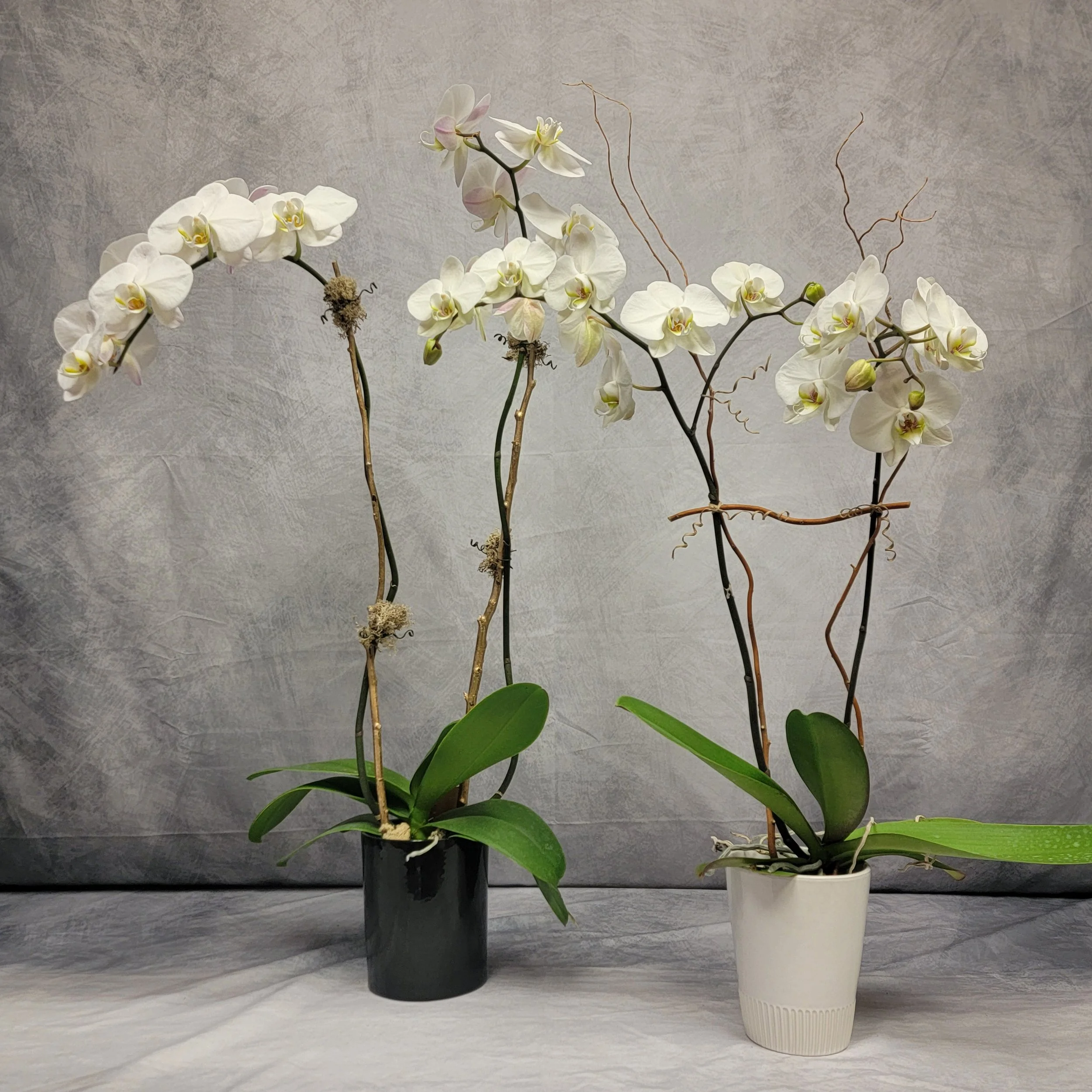 Orchids_01.jpg