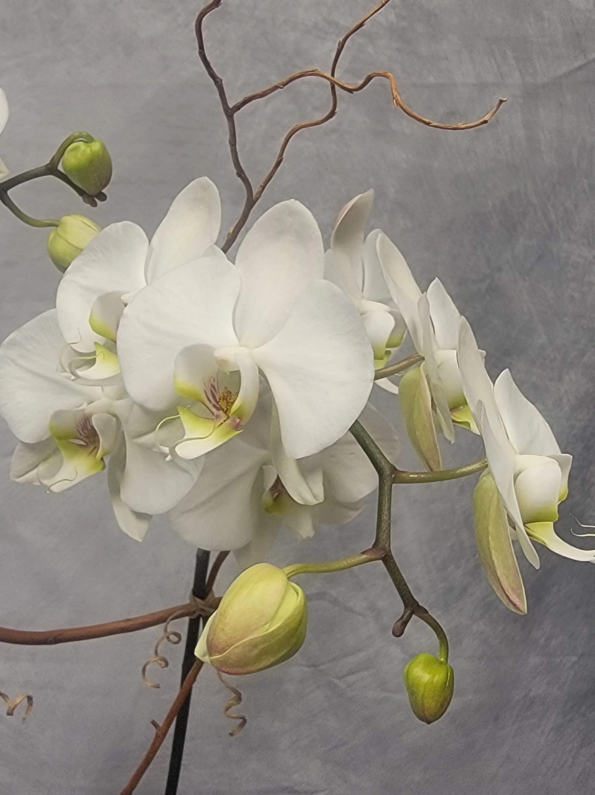 white orchid.jpg