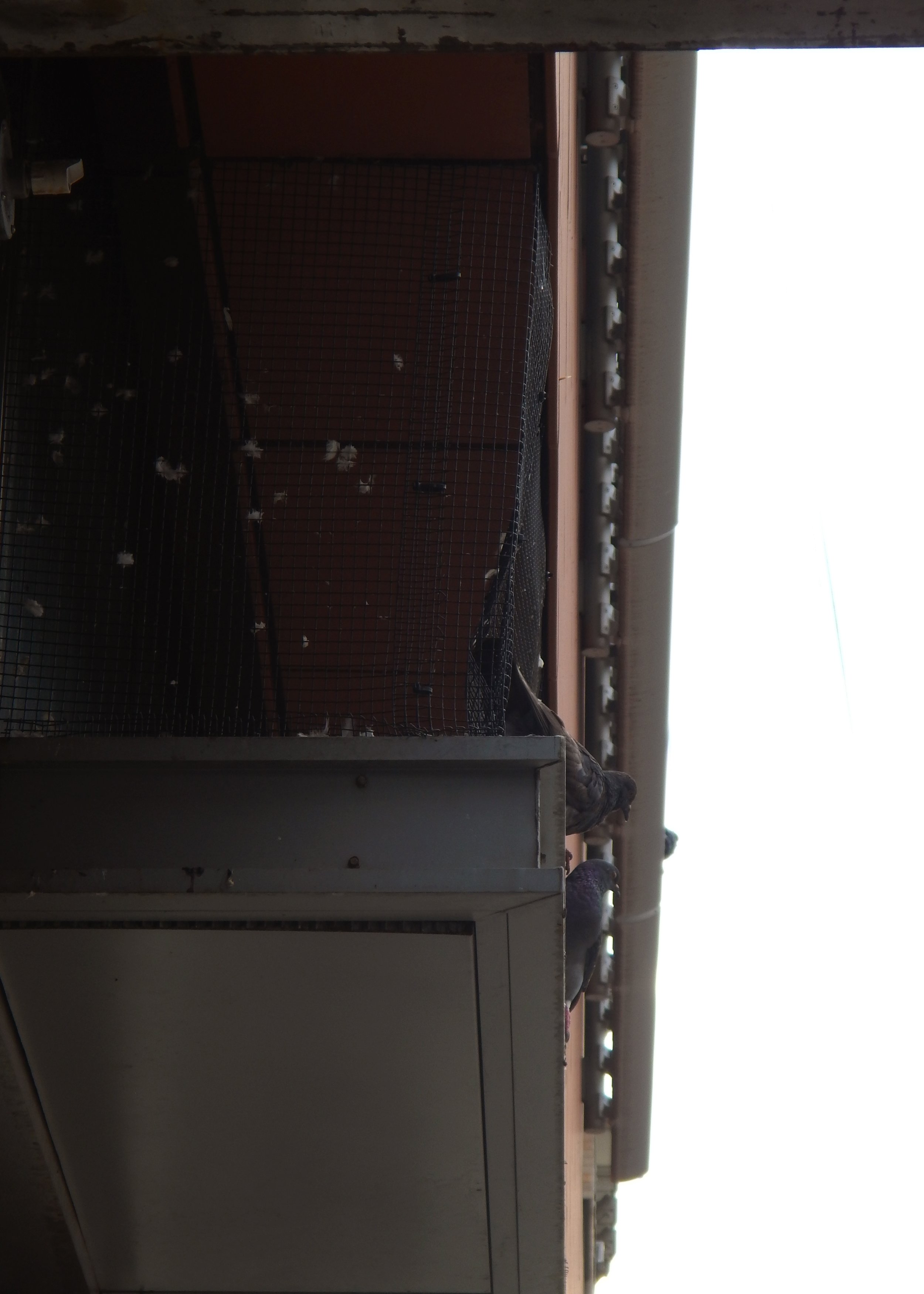 Birds at The Station