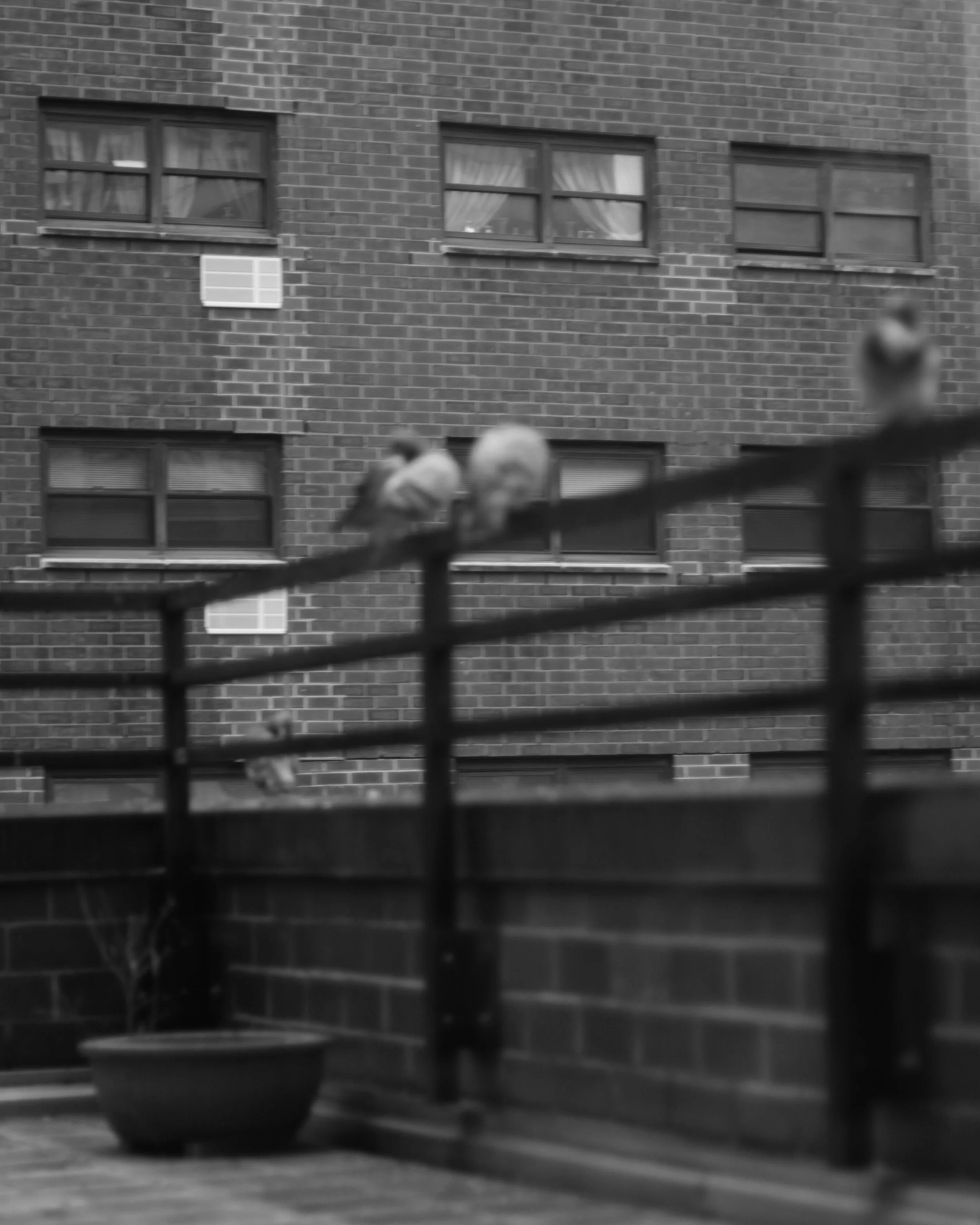 Birds on The Balcony