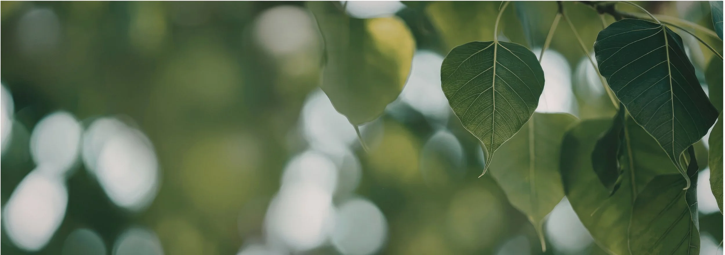 tree leaves and sunlight