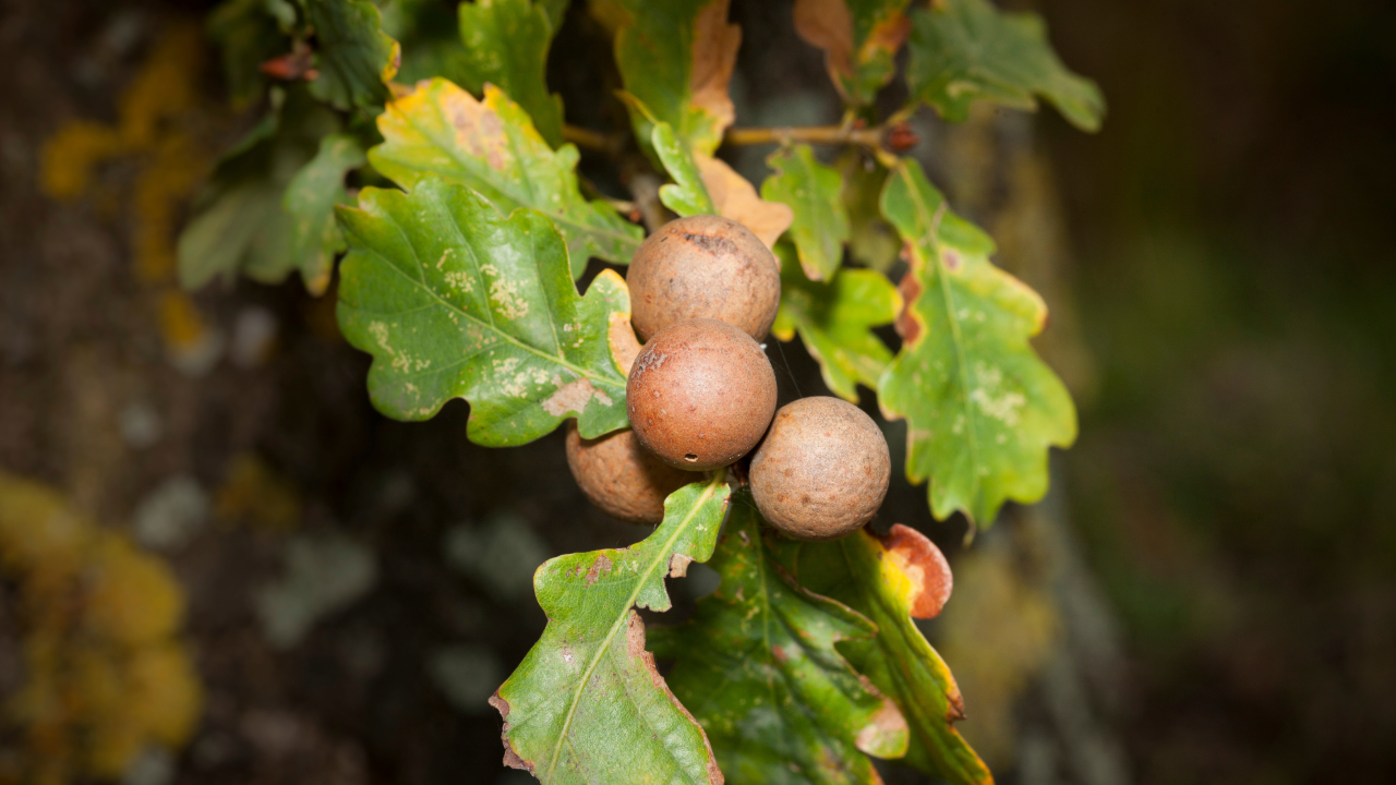 Oak Gall