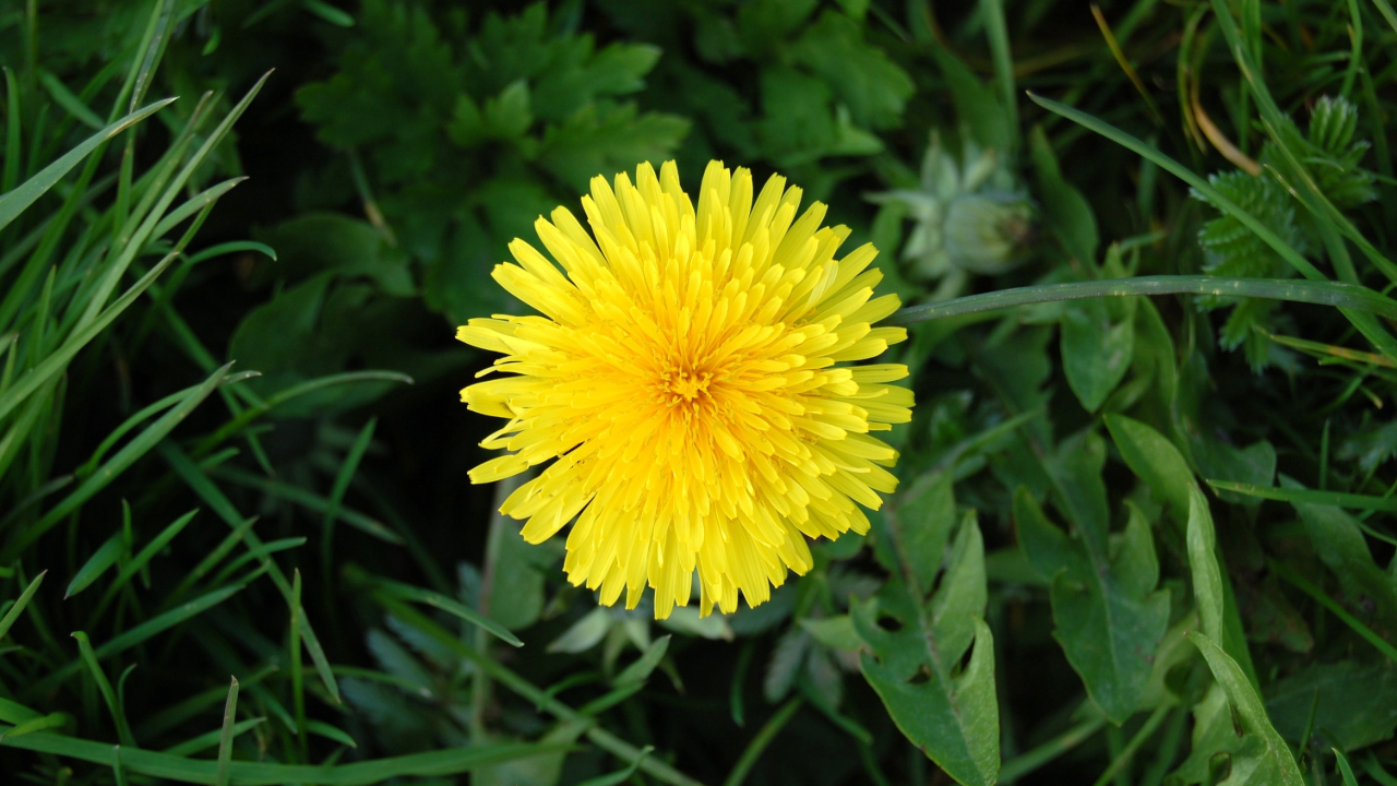 Dandelion