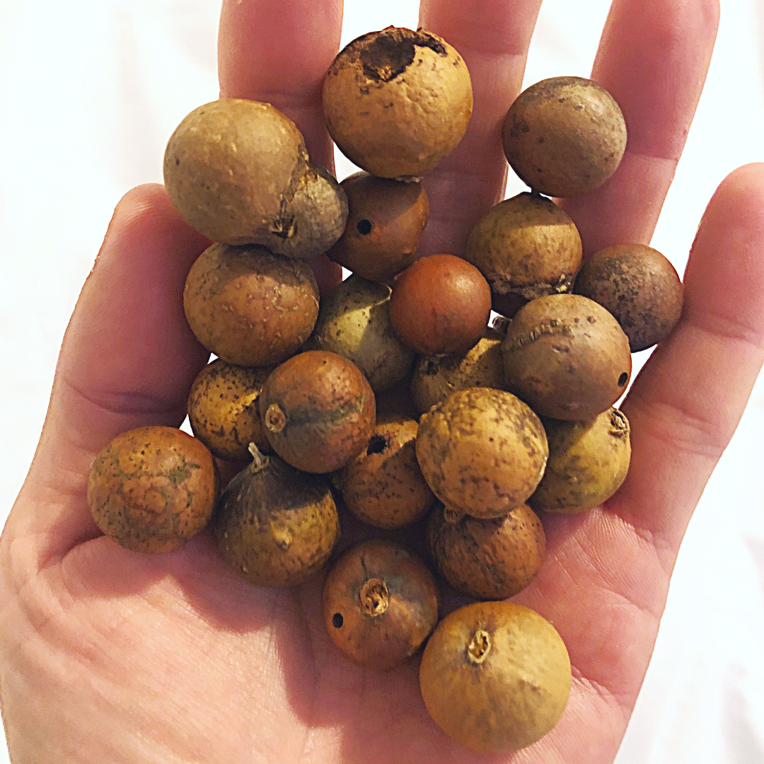 New Year’s Eve Oak Gall Ink Workshop