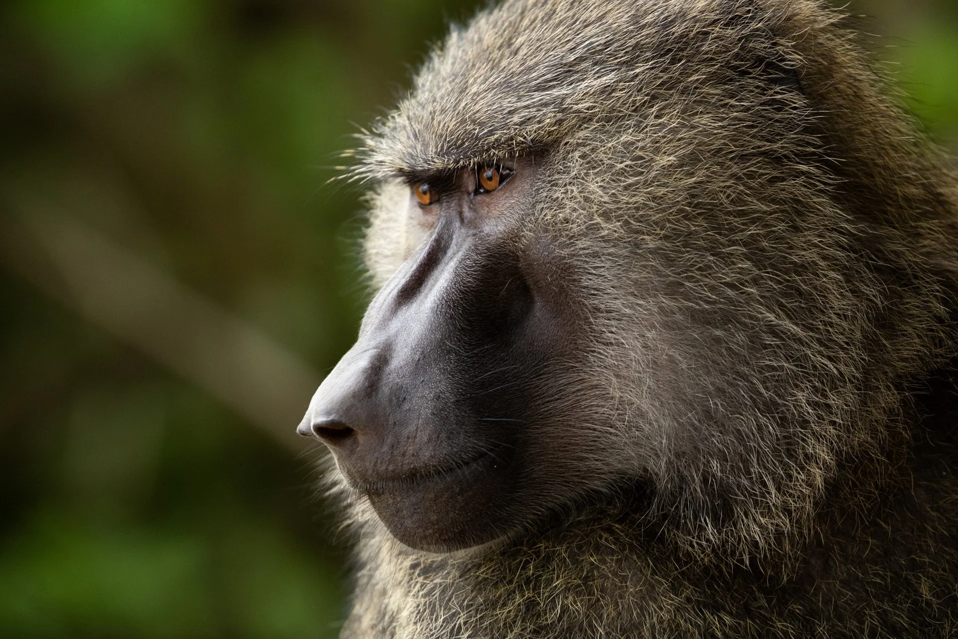 Close-up of a baboon's face with a green blurred background.