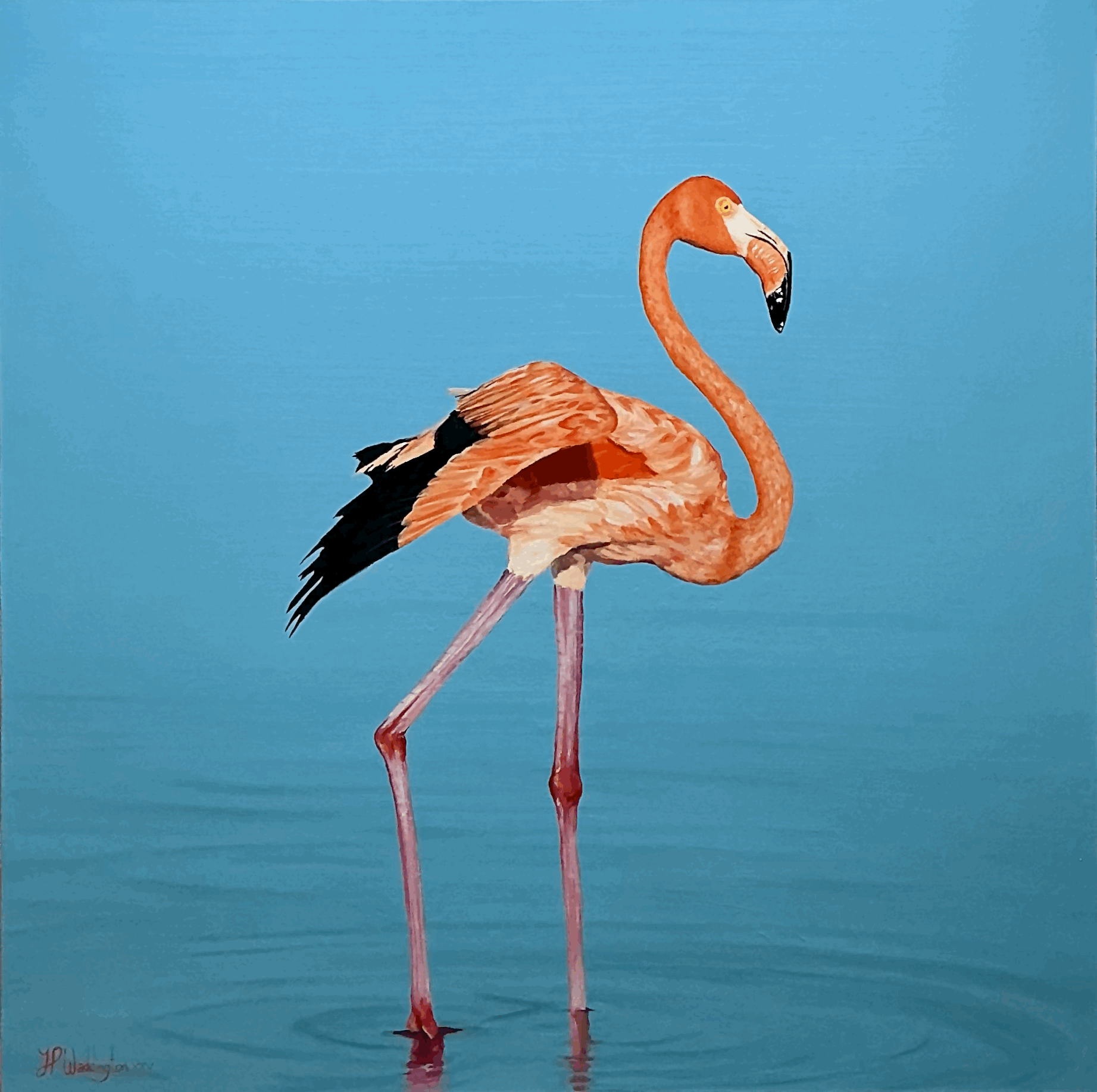 Flamingo in Molentargius