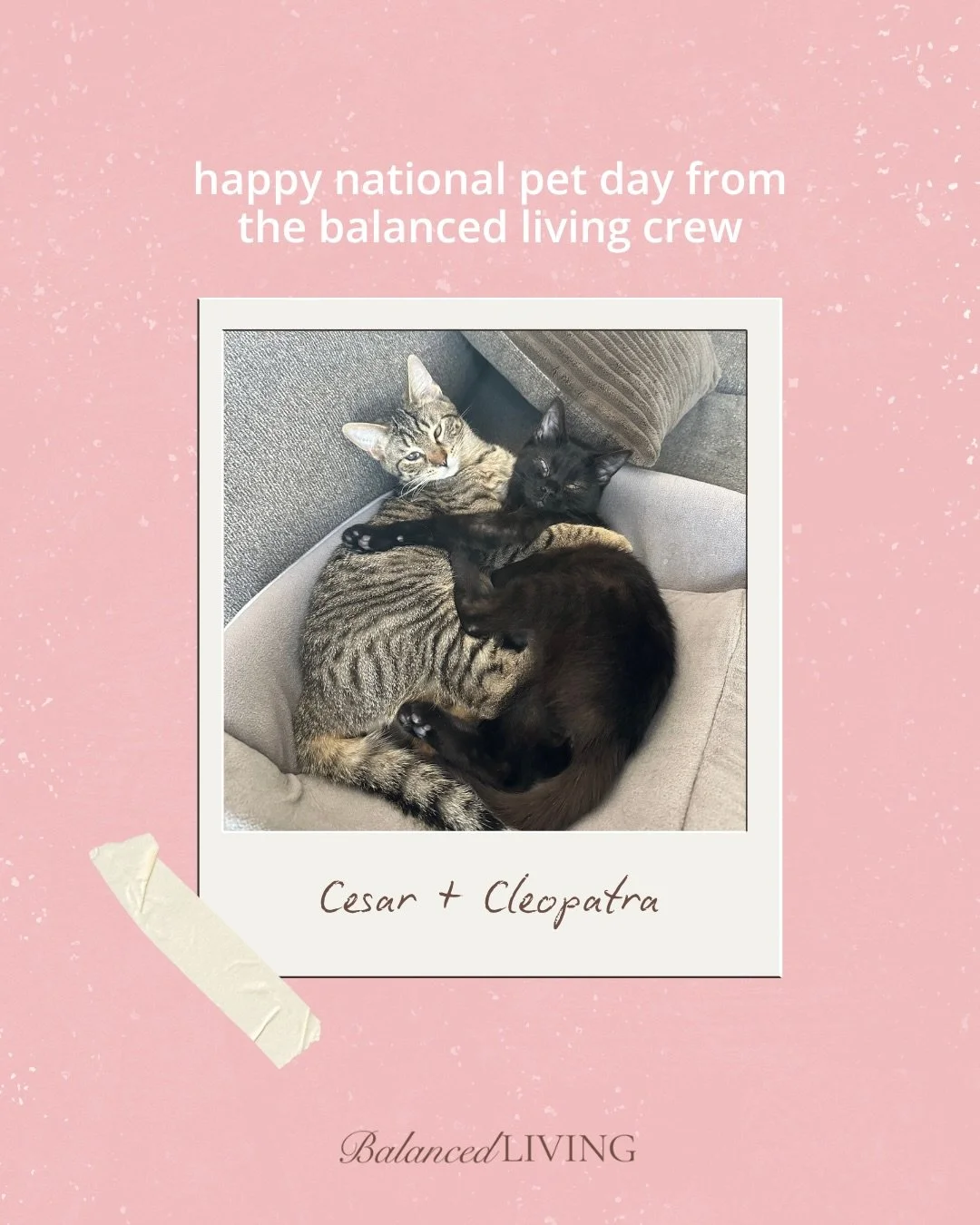 You know you&rsquo;re in good hands when your OT practice has more pets than people. Meet the real MVPs of Balanced Living 🐶🦴🐈🐈&zwj;⬛ Happy National Pet Day!