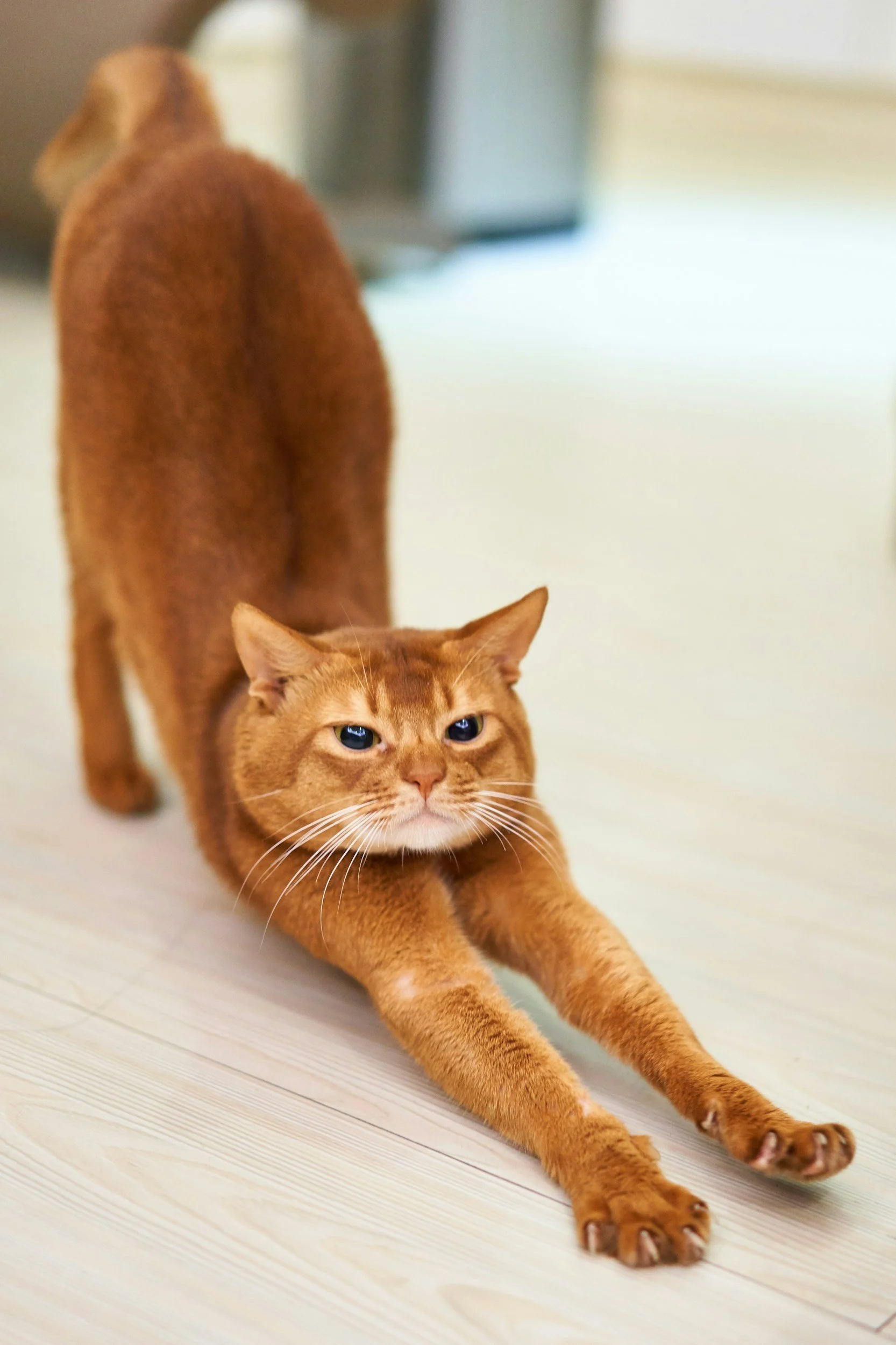 Cat stretching