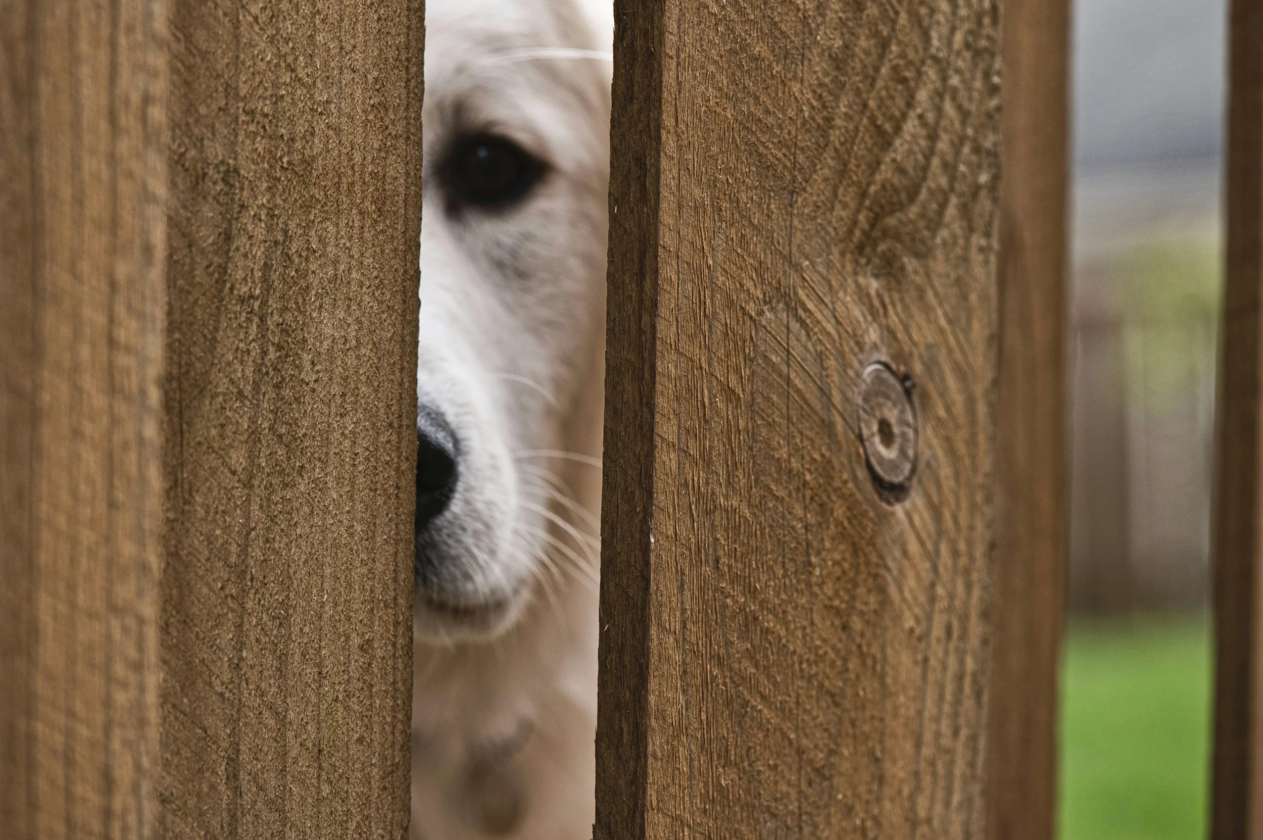 Dog Care Is The Biggest Challenge!