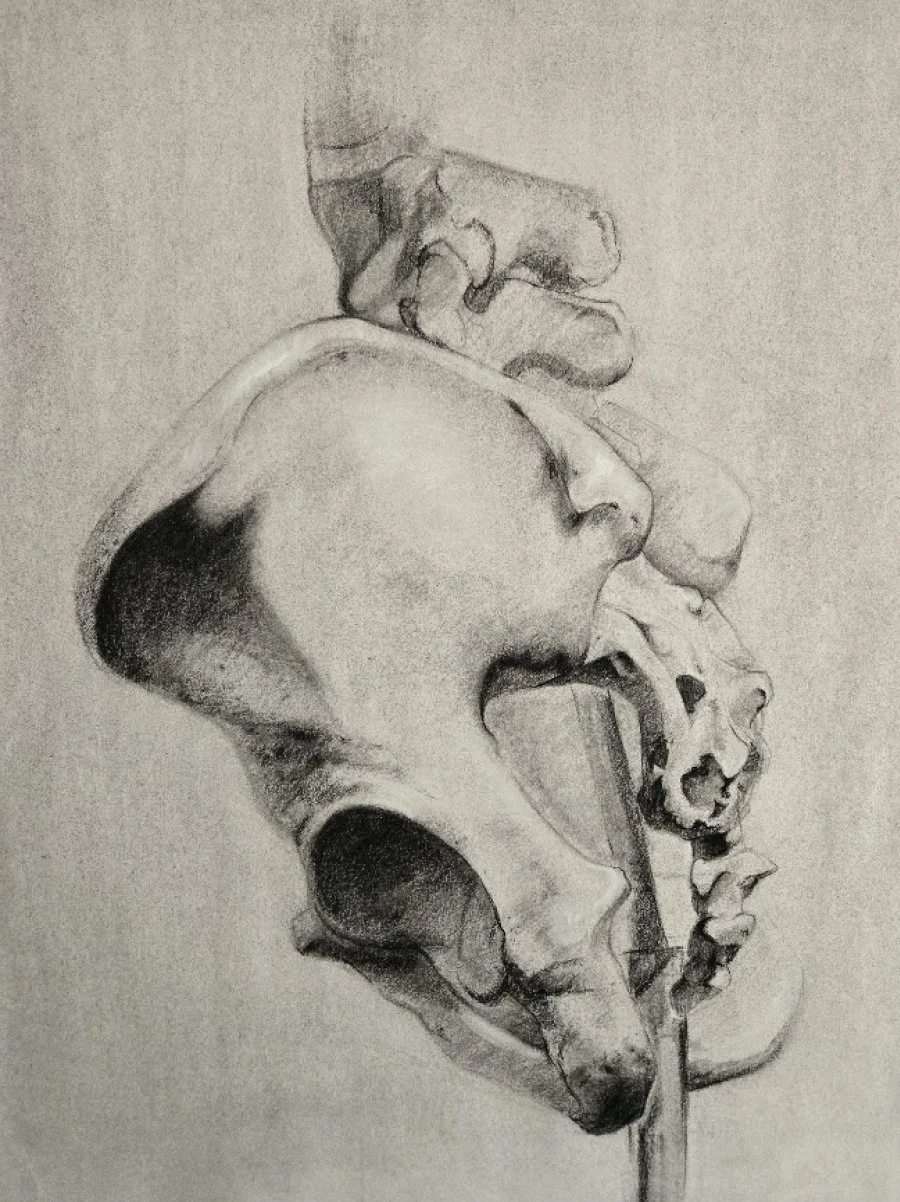 pelvis.jpg