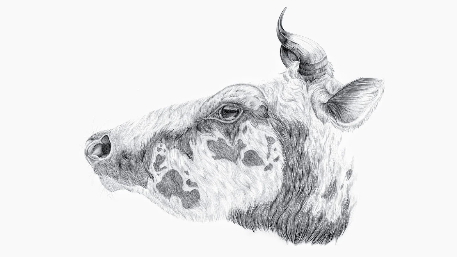 P1_Cromwell_cow head.jpg