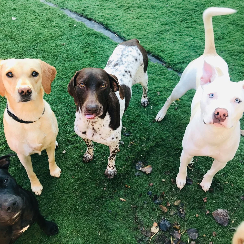 Ranch & Resort | Dog Daycare and Boarding in North Topeka — Dog Day ...