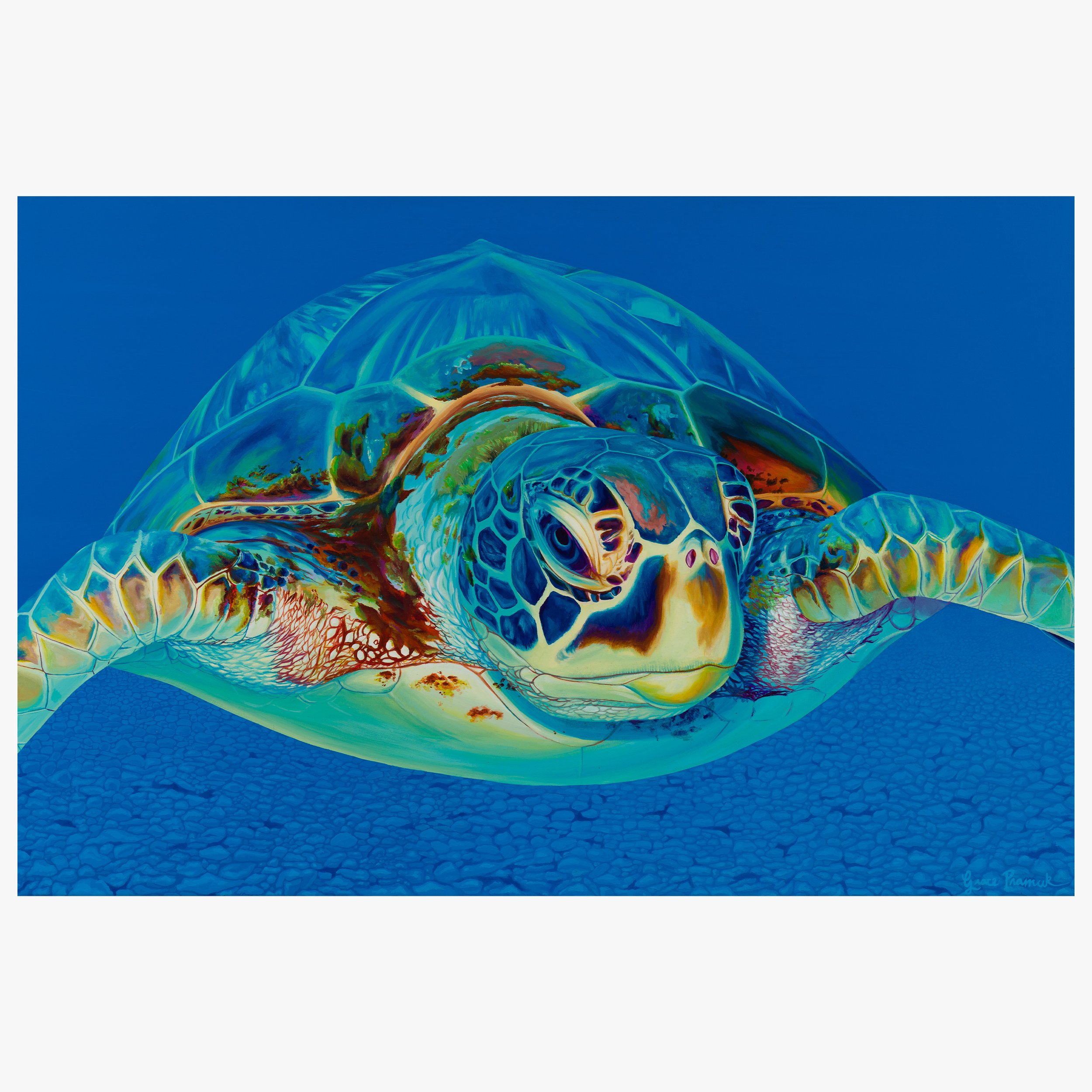 Ocean'sEye_WebsiteProduct.jpg