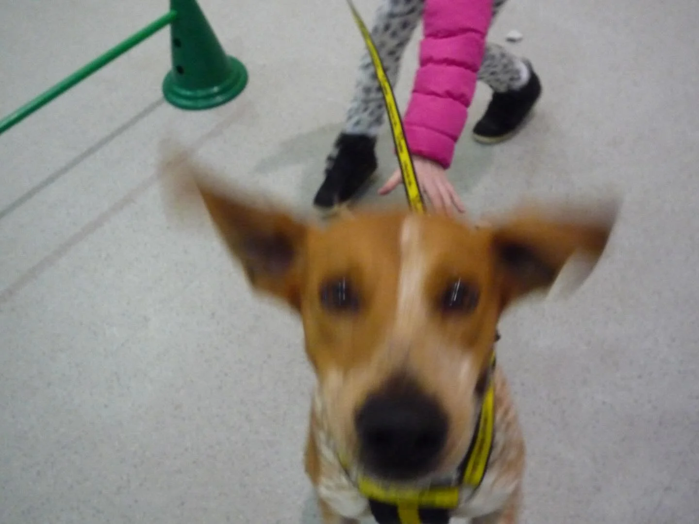 What is this 2016 nostalgia trip? Checked my photos and oh, what a year! Adopted the crazy Luna from @dogstrust and our family was complete! My Everyday objects show at @barnsleycivic went amazing, and they commissioned new work, Fill Bill! Then Clai