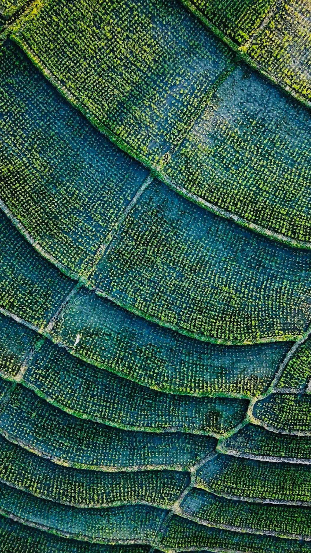 Close-up of overlapping green leaves — a nature image representing the sustainable design and energy-efficient approach of Lindsey Architects.