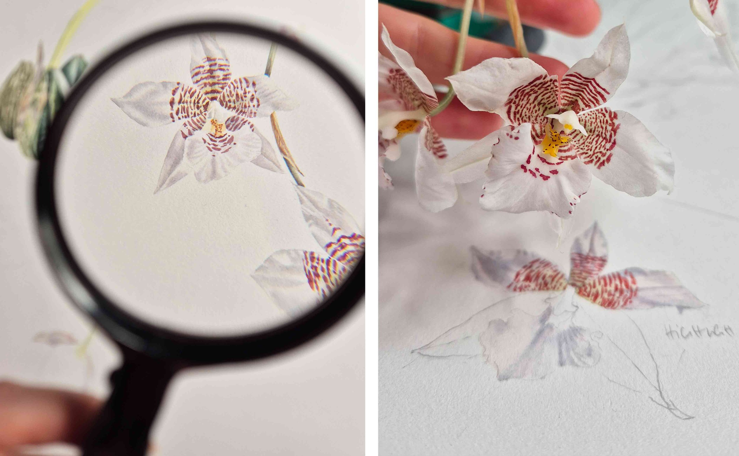 Malvorführung auf der World Orchid Conference WOC 2026