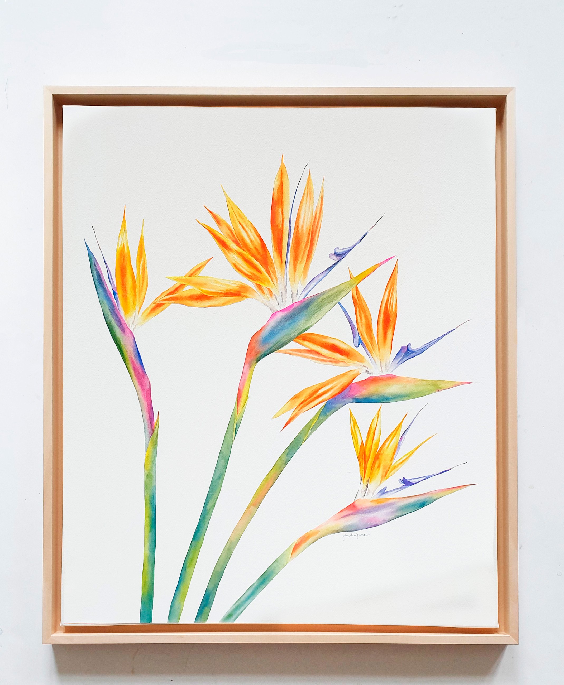 4 Strelitzien 70 x 50 cm