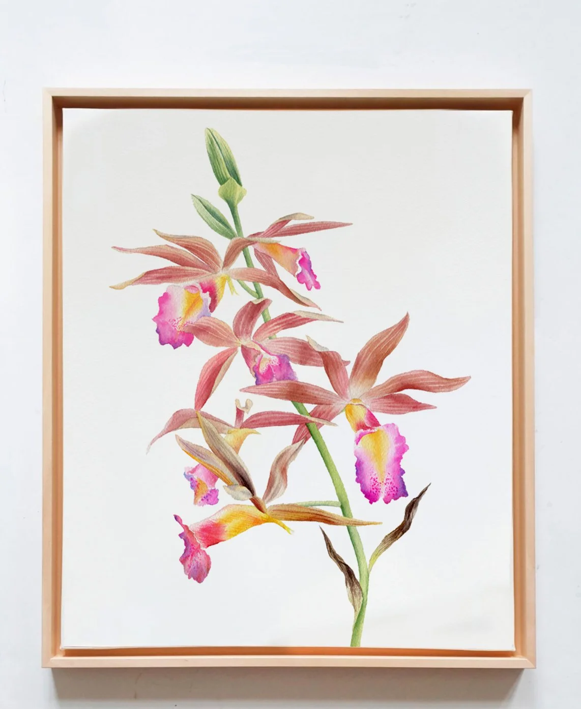 Orchideenliebe, Rahmenformat 33 x 44 cm, Ausstellung Biosphäre Potsdam 2026
// 790 €