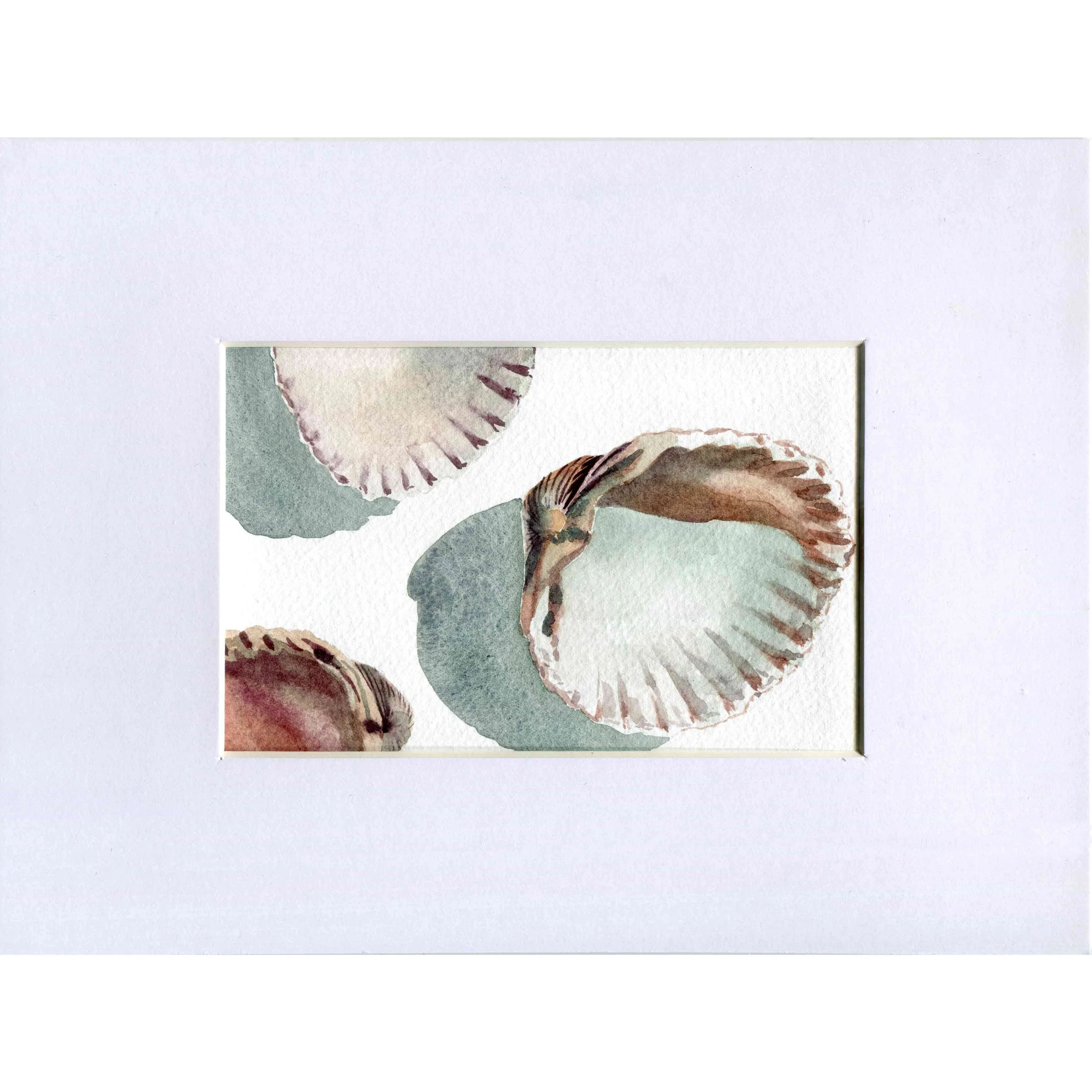 3 Muschln, 14 x 9cm, Passepartout 24 x 18cm
