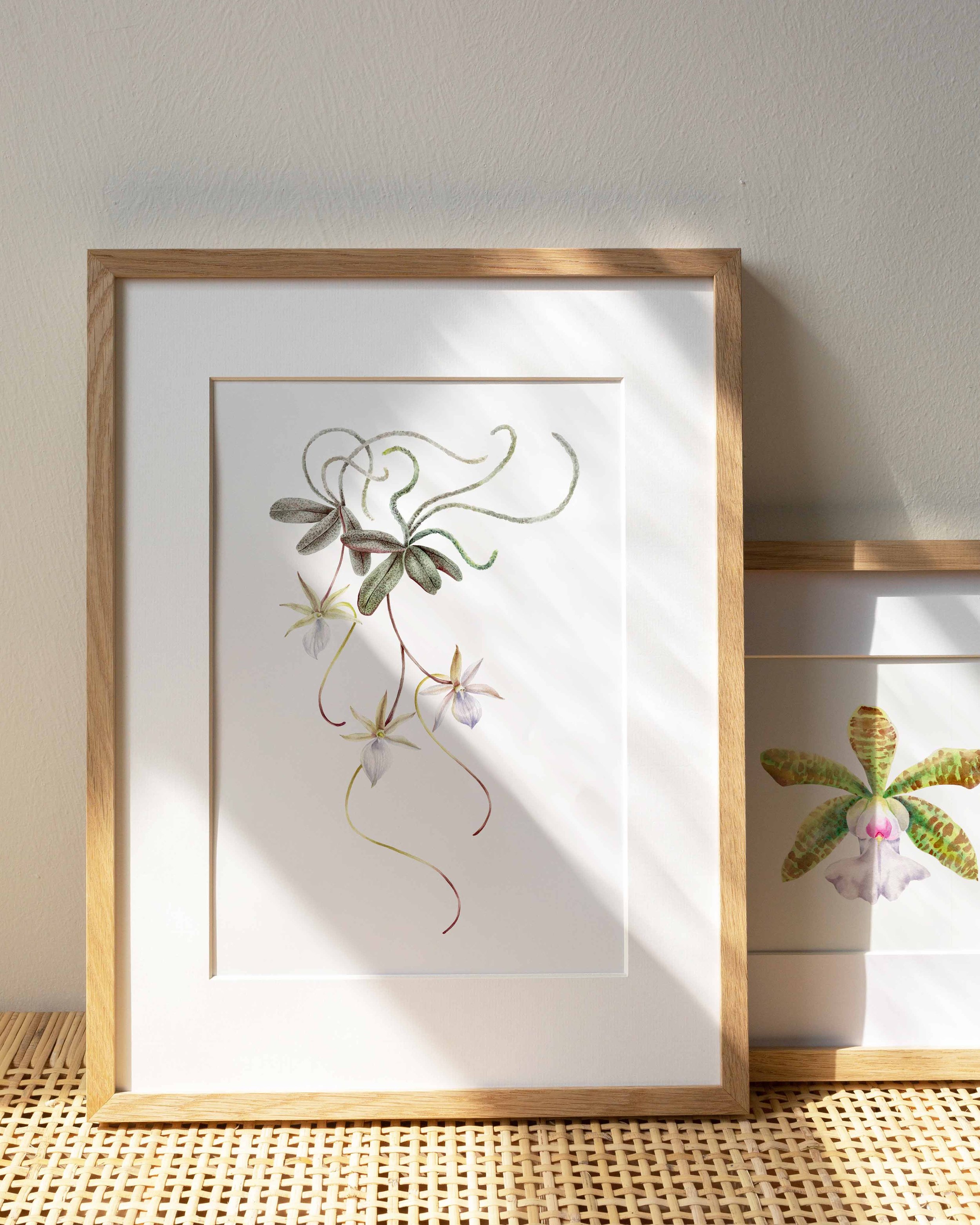 Aerangis Puncata A3 Format, Teil der Ausstellung "gefährdete Arten" VBK