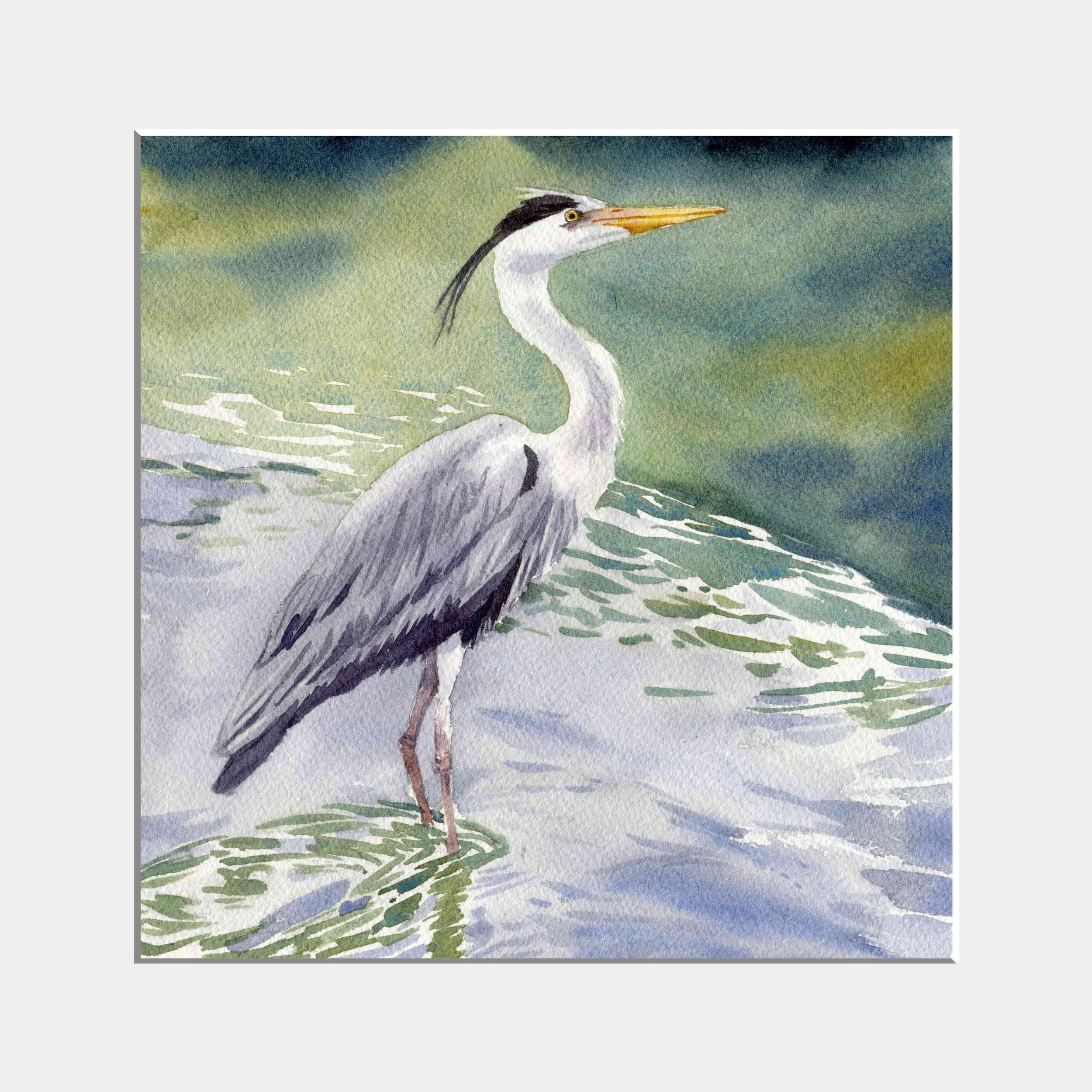 Graureiher im See, 20 x 20 cm, Passepartout 30 x 30 cm