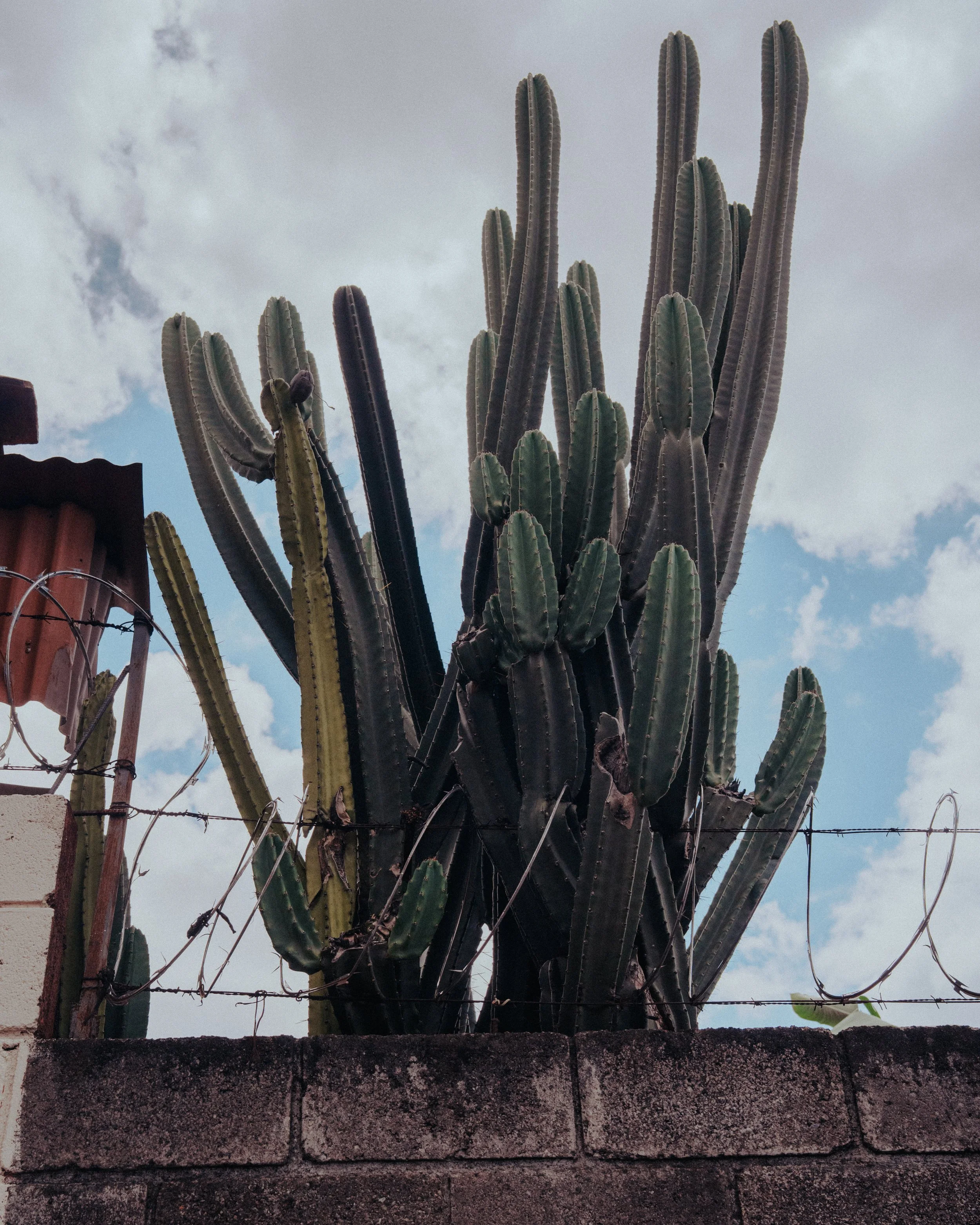 Hope-Mora-CostaRica-web-18.jpg