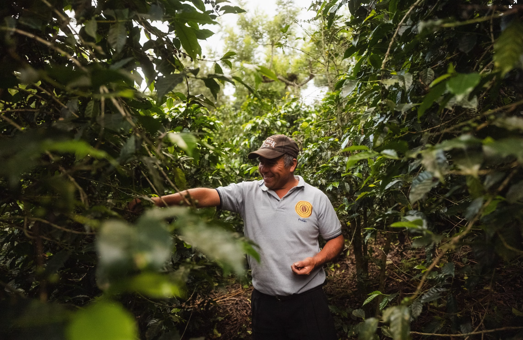 Where Coffee Grows: Regions, Flavors, and Ethics