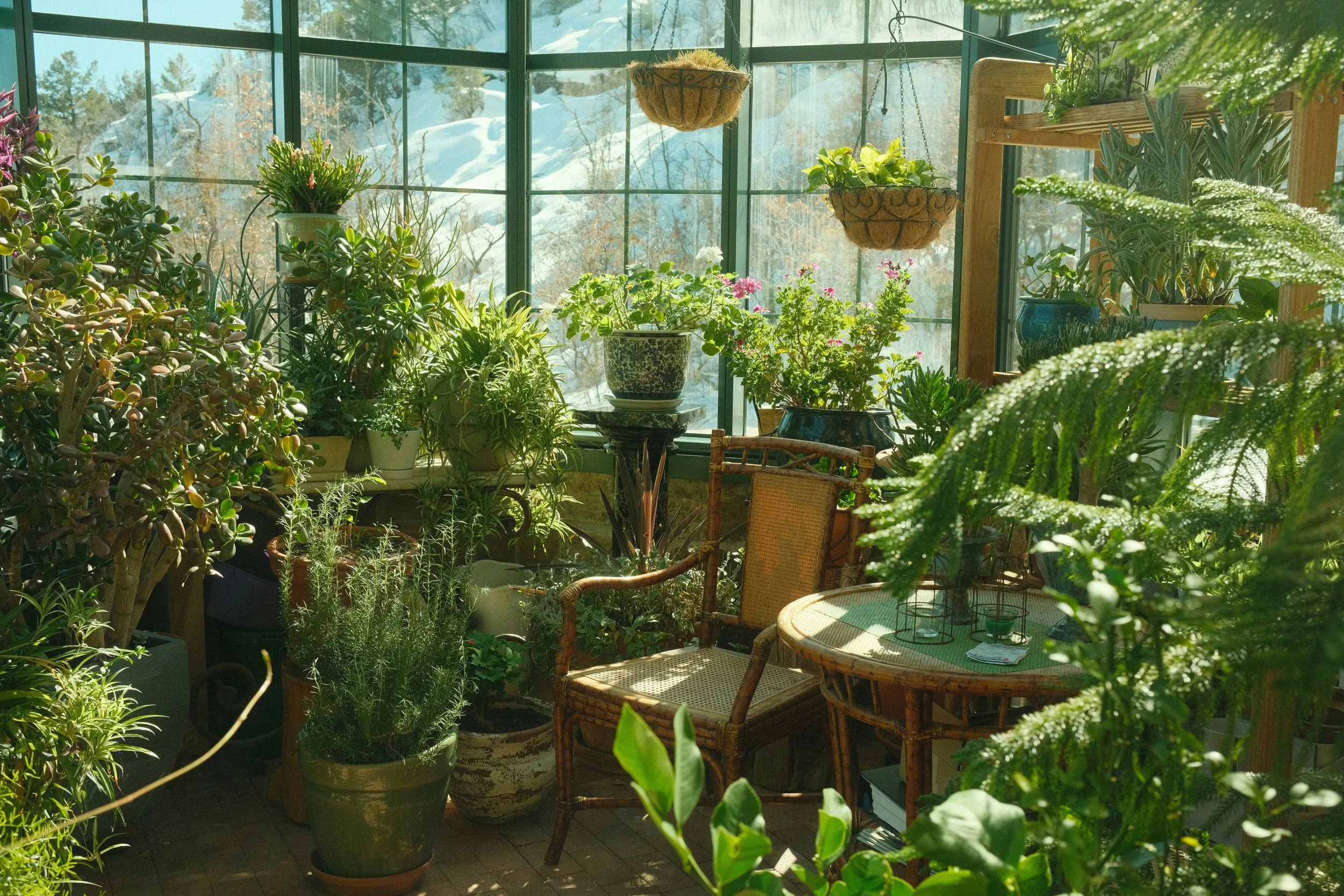 The Secret to Keeping Indoor Plants Pest Free