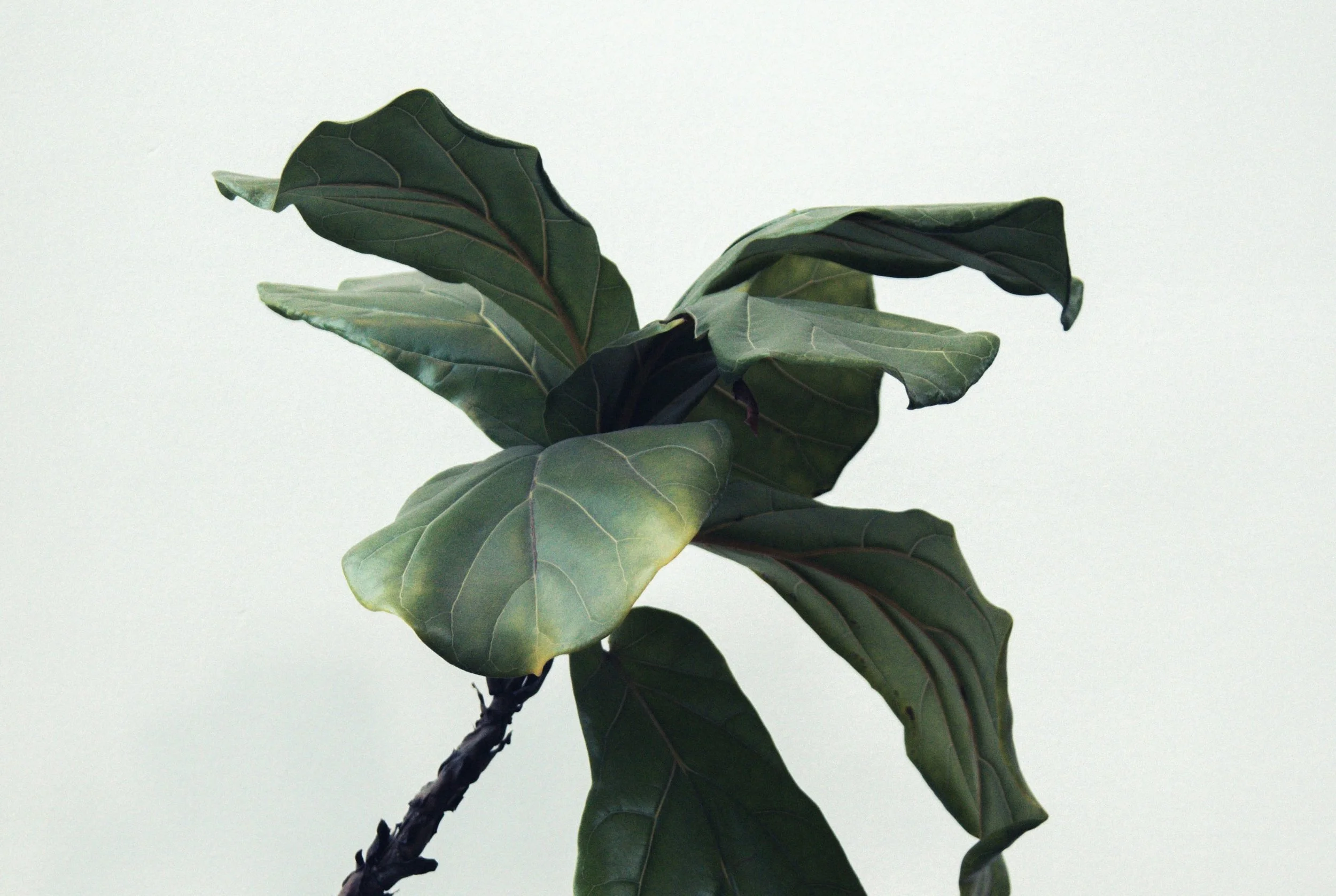 How to Revive a Dying Plant